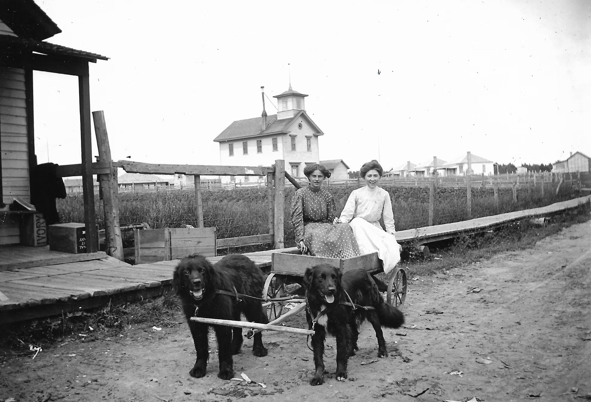 Travel by dog cart.