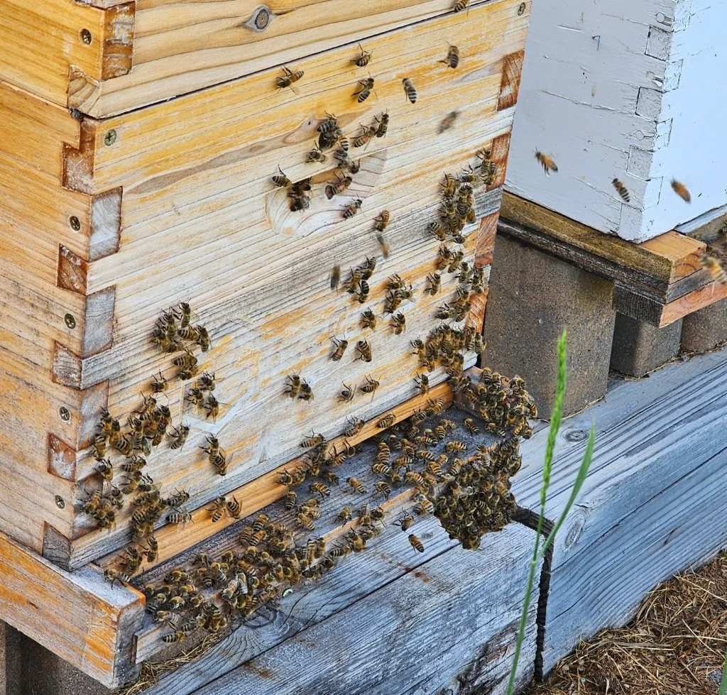 Bees entering and exiting a wooden beekeeping hive with multiple bees on the hive and nearby ground.