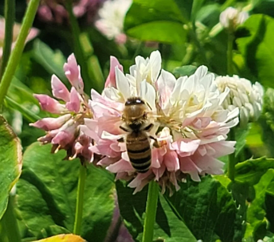 A bee collecting nectar from pink and white clover flowers in a green garden.