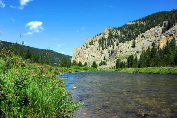 A river flowing through a green landscape with wildflowers, surrounded by trees and rocky hills under a blue sky with a few clouds.