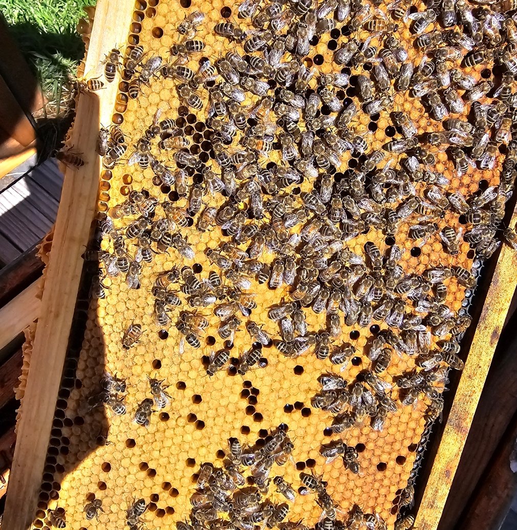 Close-up of a honeycomb frame covered with bees collecting honey.