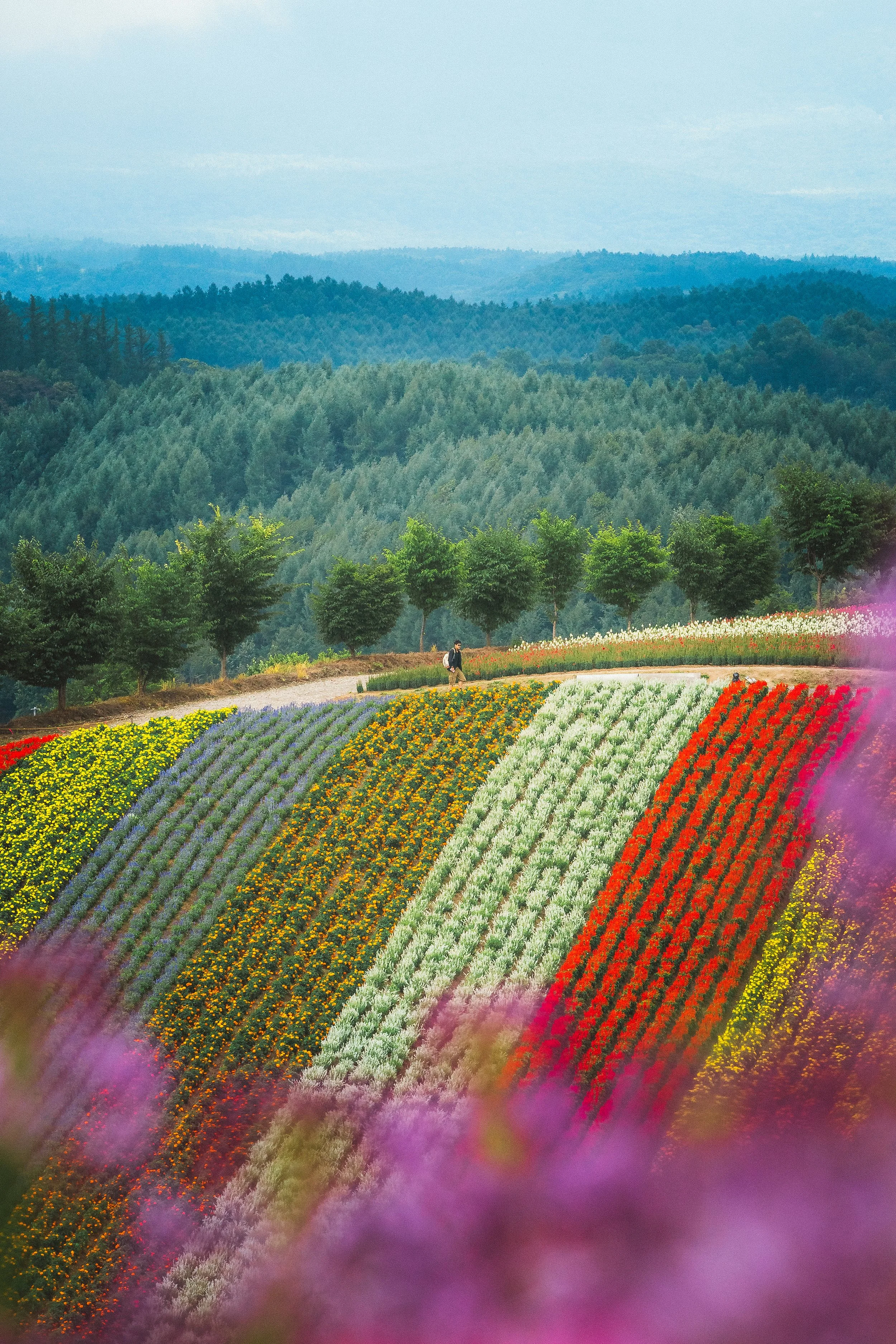 A colorful flower farm with neatly arranged flower beds in rows, trees along the side, and a person walking on a path, set against distant rolling hills and mountains under a cloudy sky.