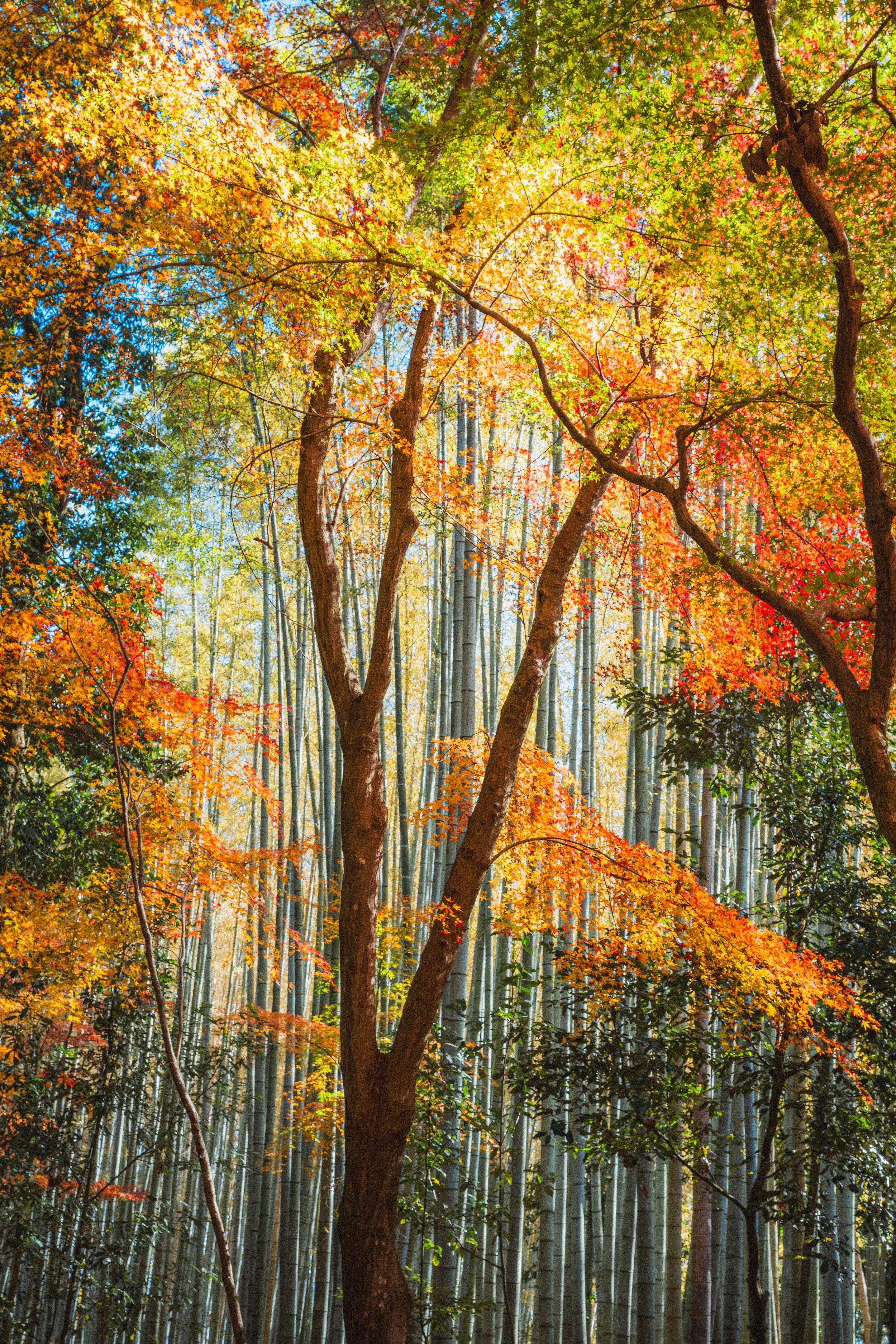 Tall bamboo stalks in a forest with a tree that has colorful autumn leaves, illuminated by sunlight.