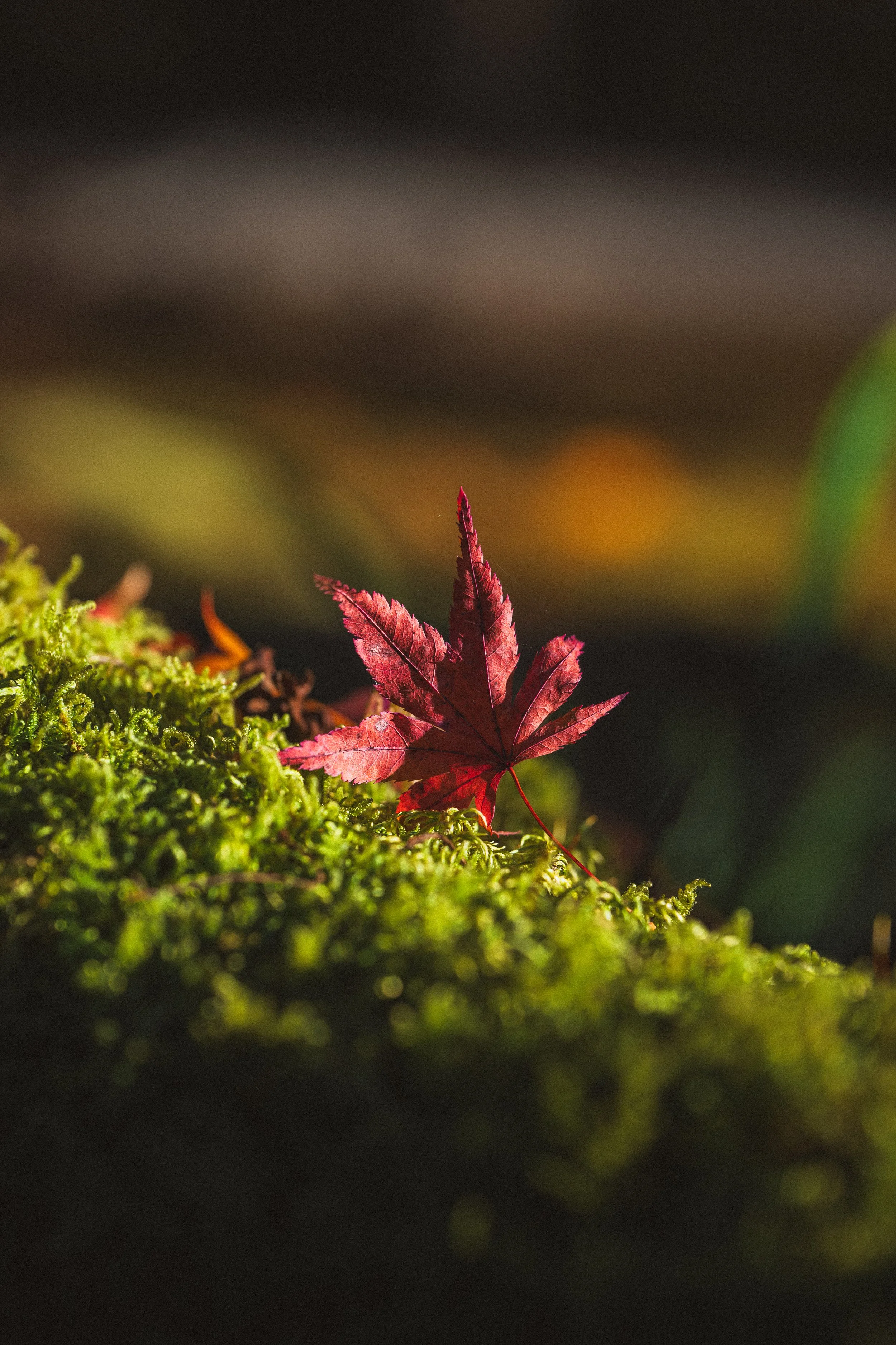 A small red autumn leaf on green moss with blurred dark background.