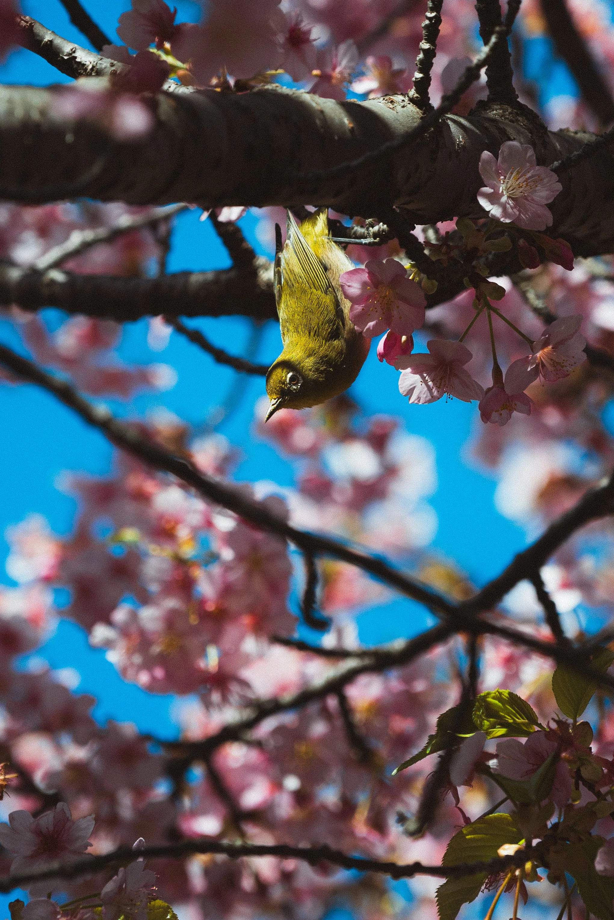 A small yellow bird with black markings on the face and wings perched on a branch of pink cherry blossoms against a clear blue sky.