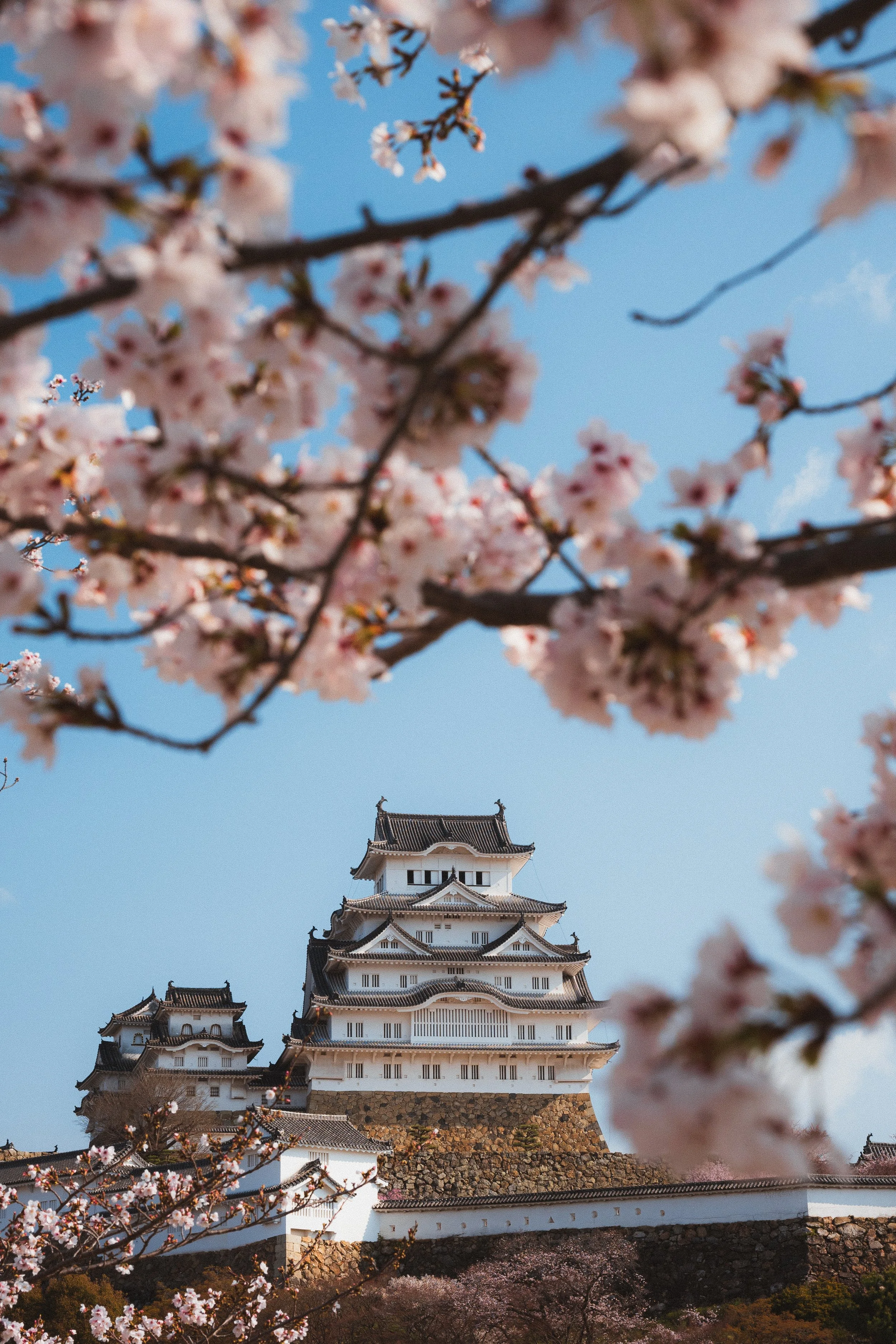 Cherry blossom trees in full bloom with pink flowers in the foreground, traditional Japanese castle in the background under a clear blue sky.