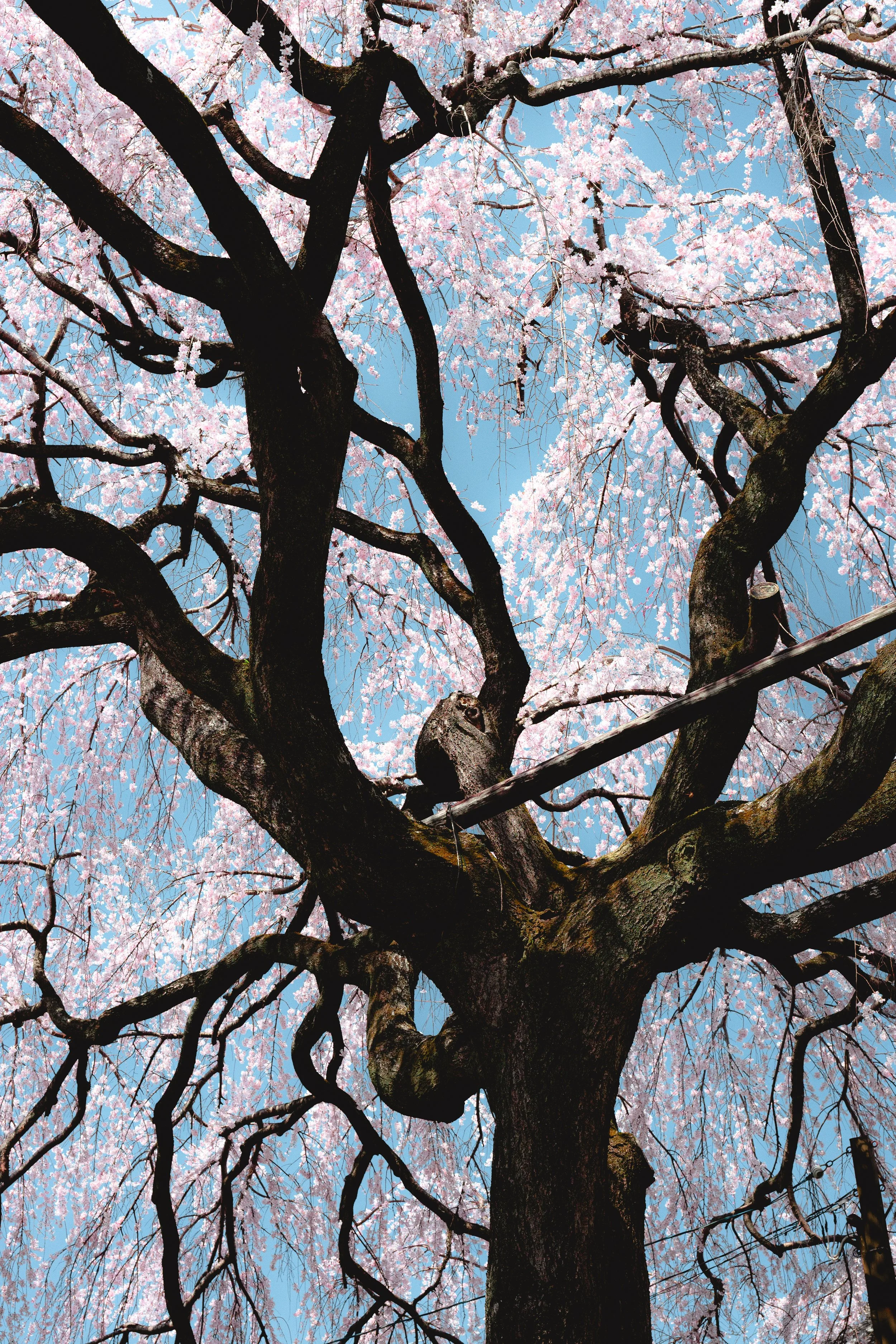 View looking up at a cherry blossom tree with dark, thick branches and pink flowers against a clear blue sky.