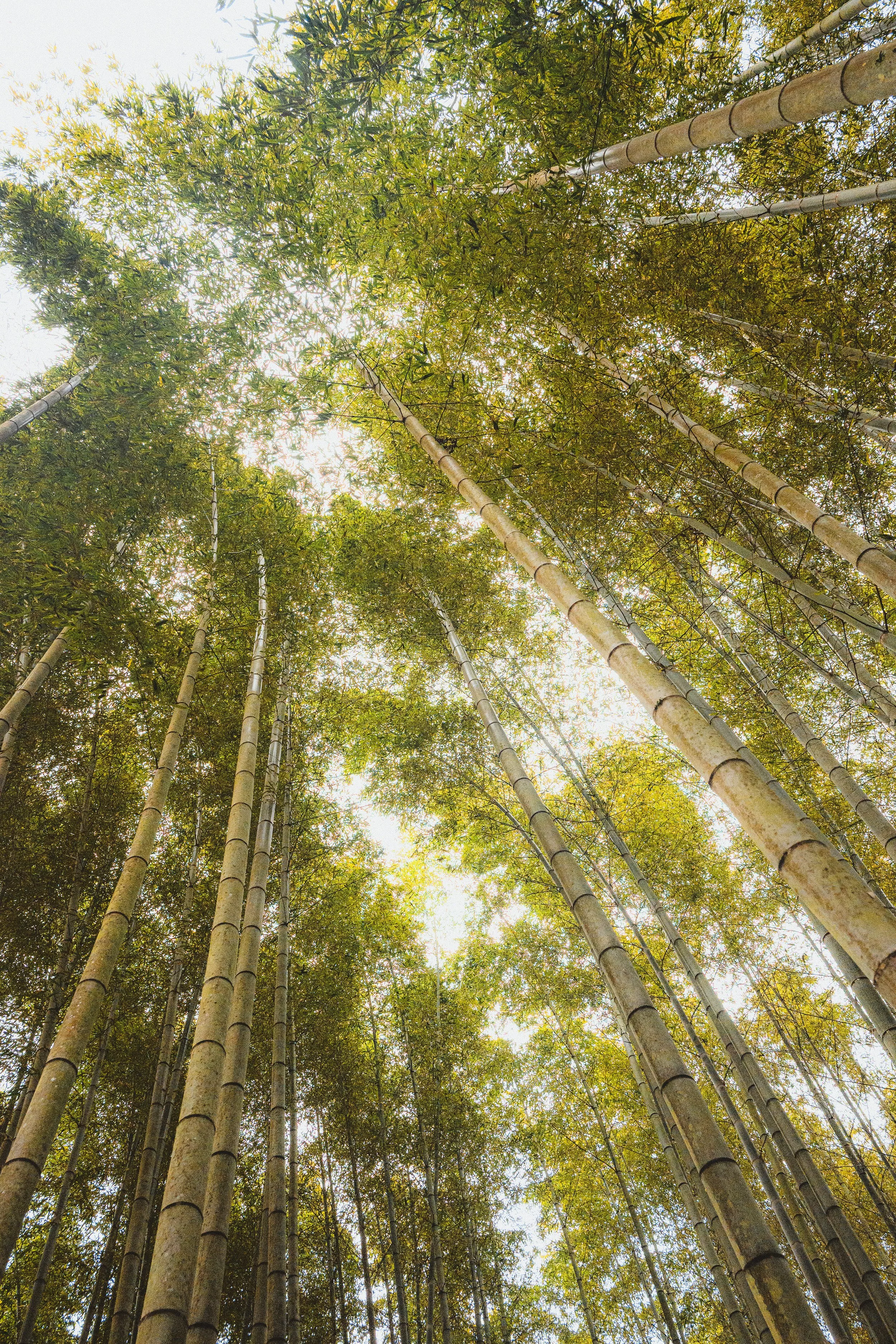 Tall bamboo trees with green leaves seen from below, with sunlight filtering through the canopy.