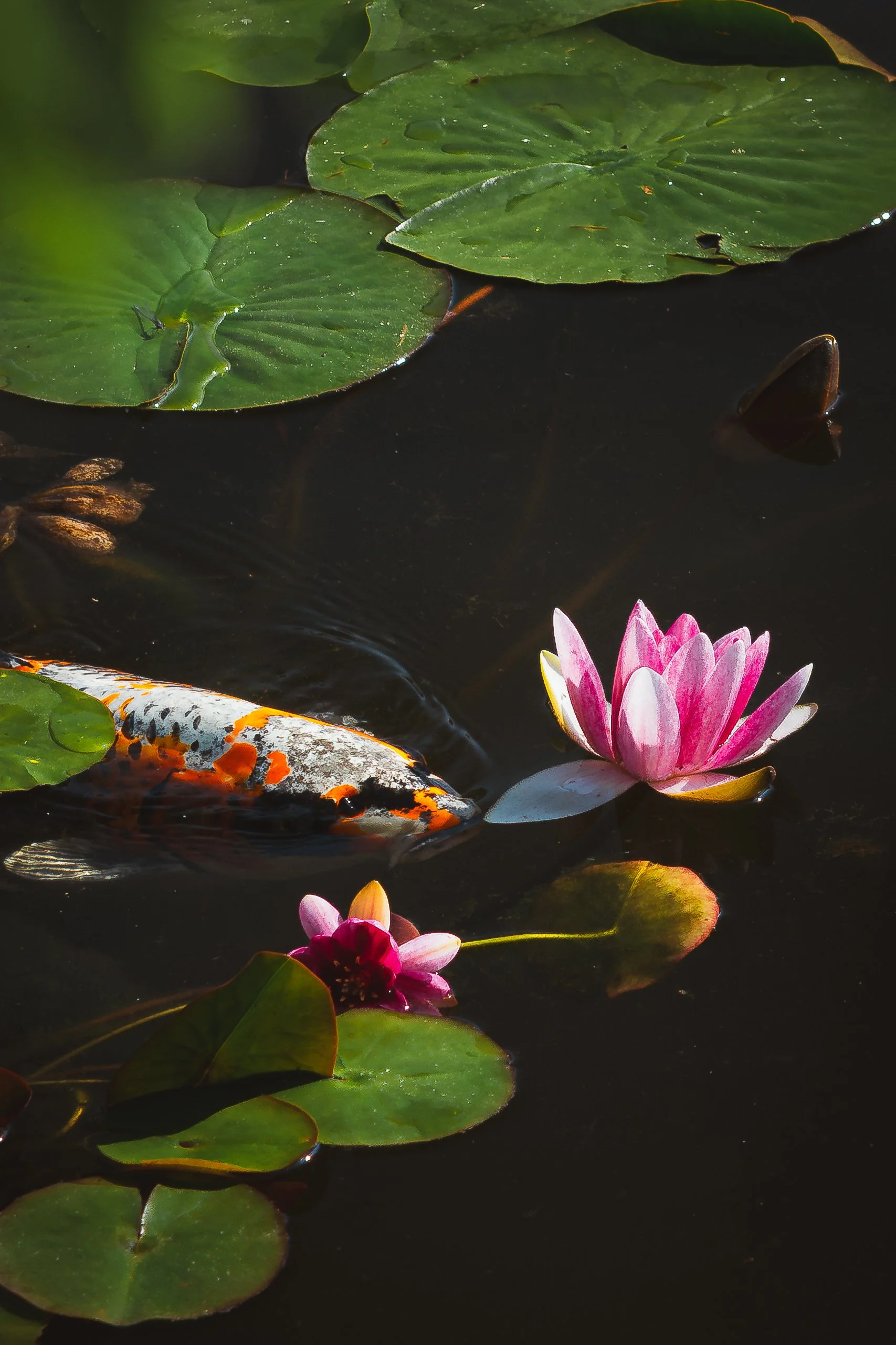 Colorful koi fish swimming beneath lily pads on a pond, with pink water lilies blooming at the water's surface.