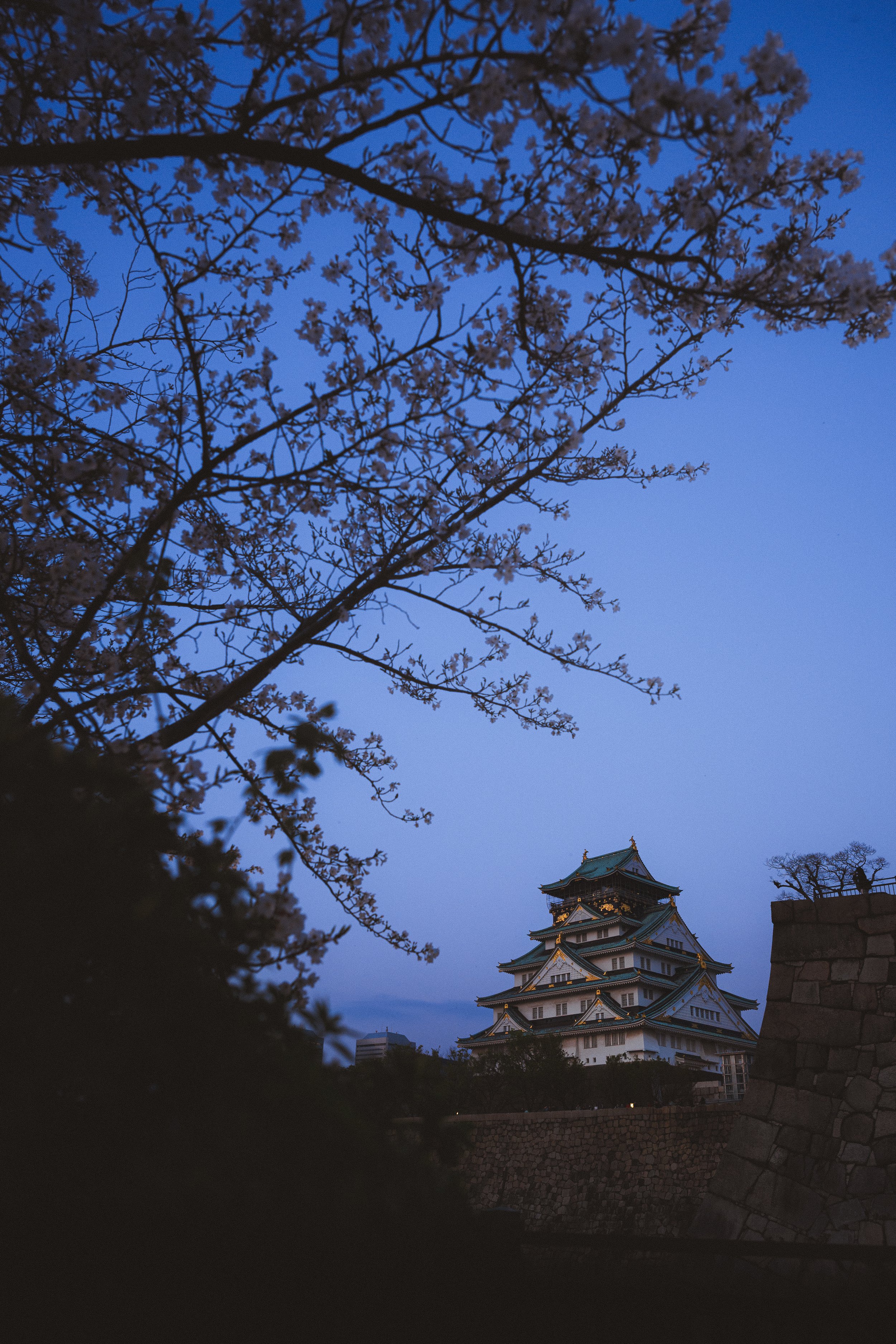 A traditional Japanese castle illuminated at dusk, partially obscured by cherry blossom trees in the foreground, with a darkening sky in the background.