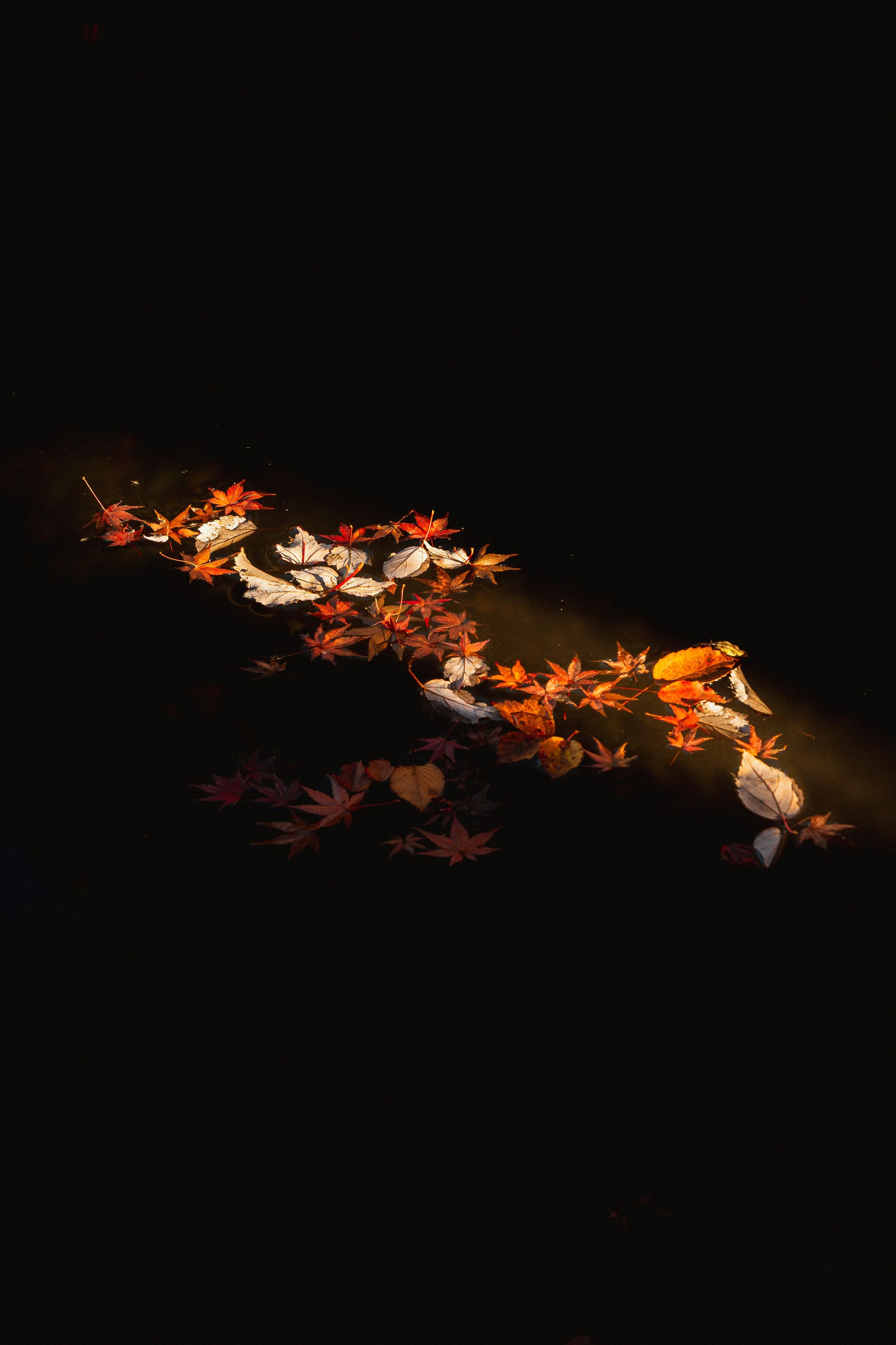 Autumn leaves floating on dark water, illuminated softly