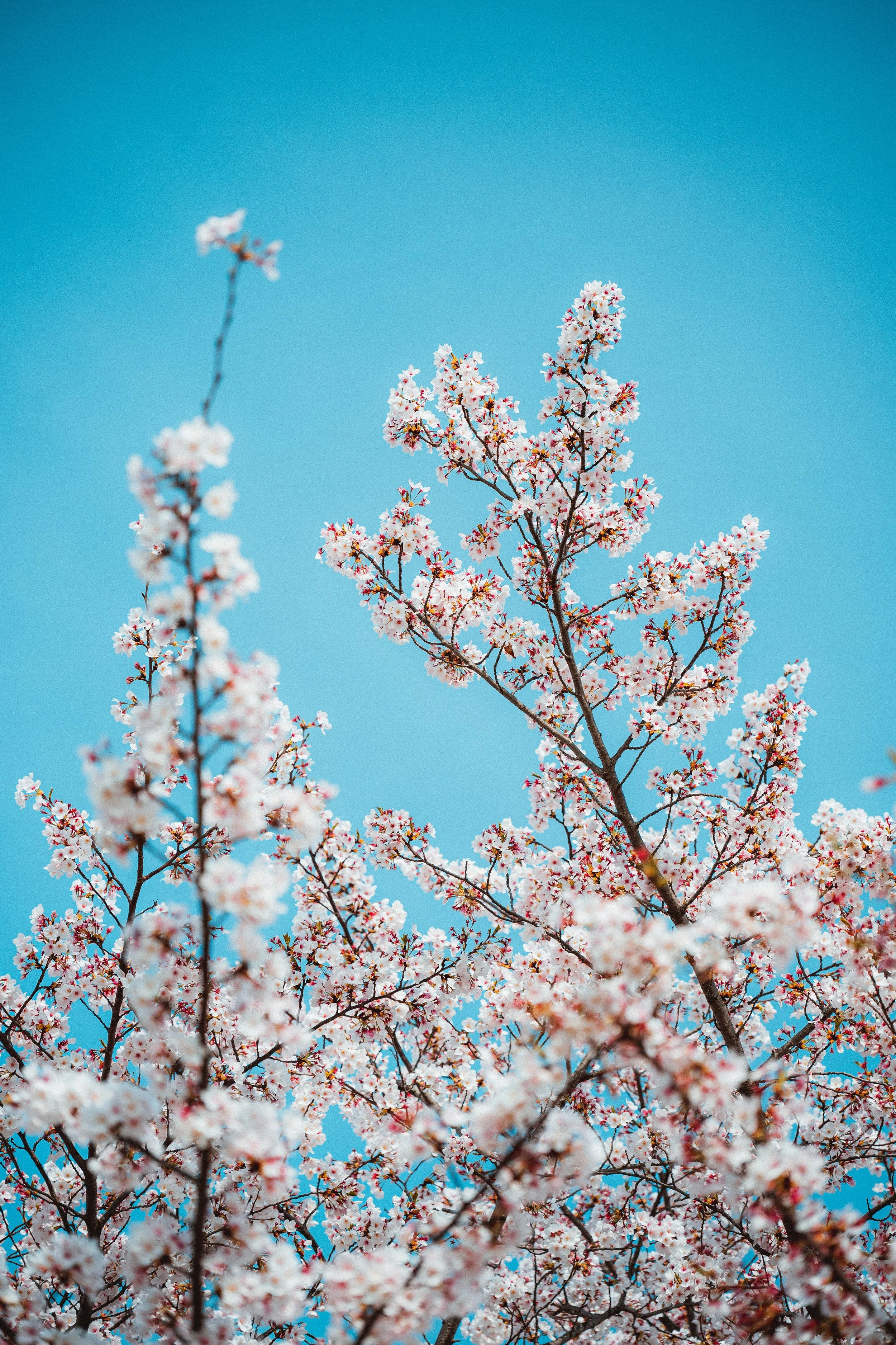 Cherry blossom trees with pink and white flowers against a clear blue sky.