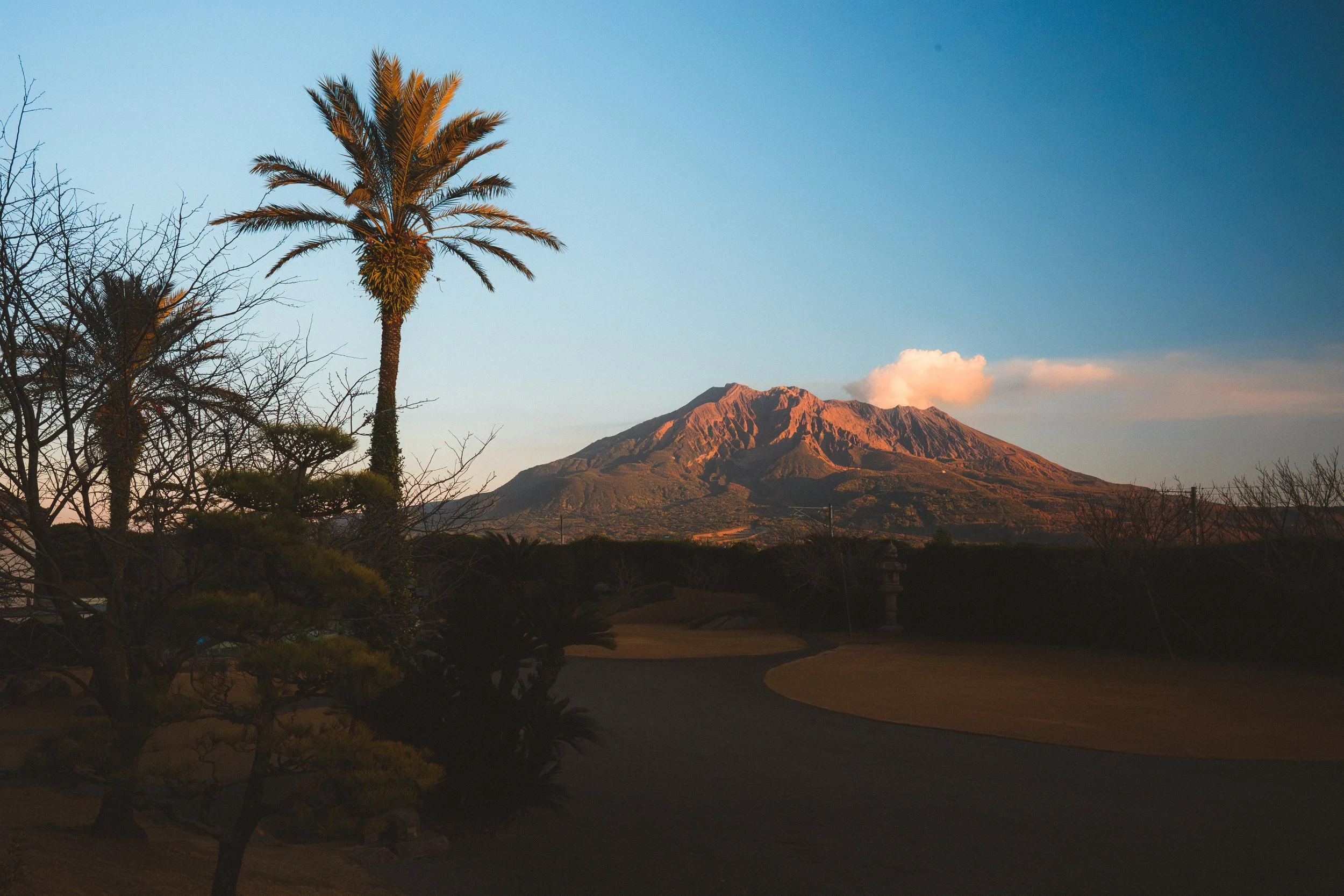 A mountain with a volcanic shape, possibly Mount Fuji, with reddish-brown slopes and a small cloud near the top, against a blue sky at sunset. In the foreground, there are several trees, including a tall palm tree and leafless trees, with a shadowed 