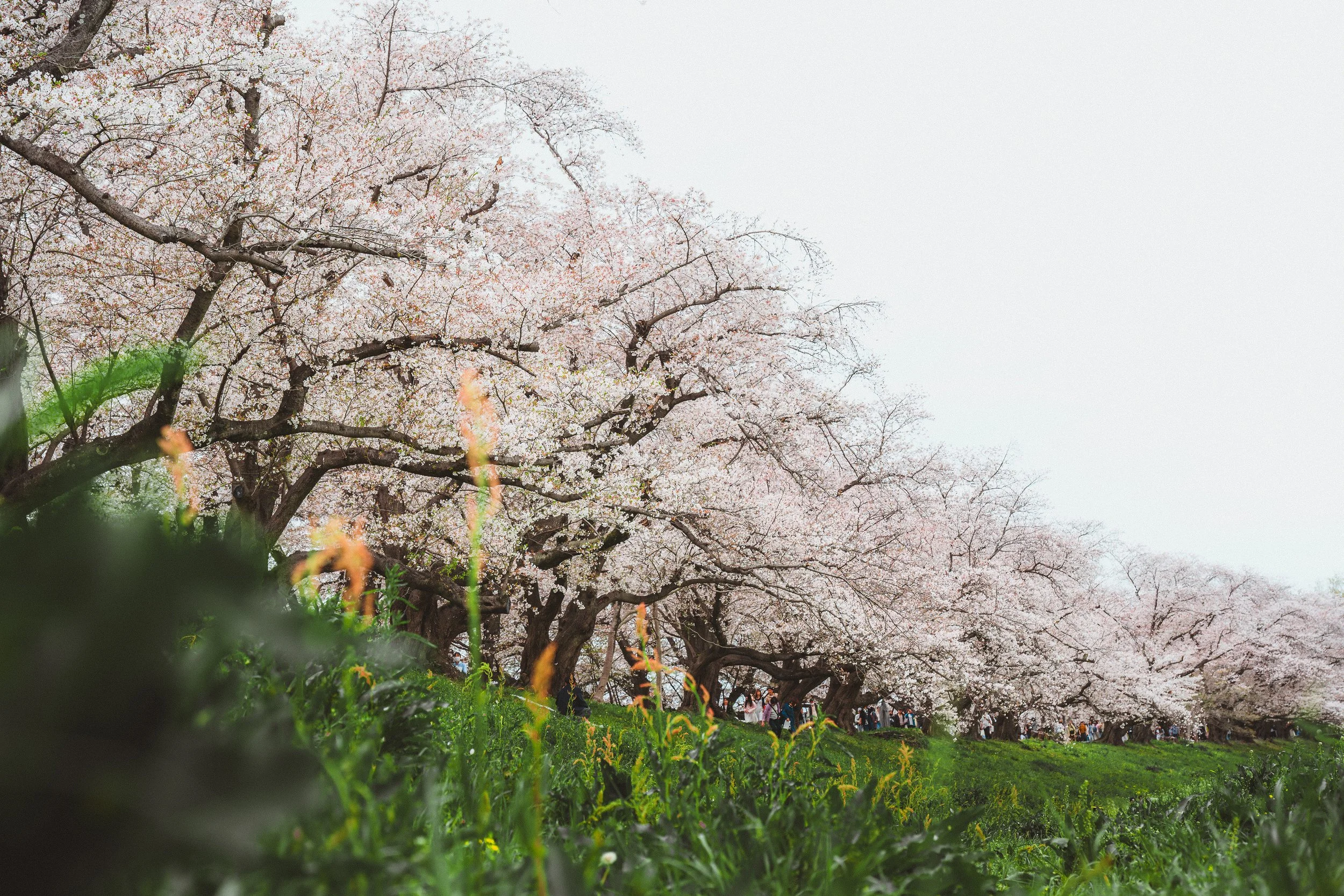 Cherry blossom trees in full bloom in a park with pink flowers and a large crowd of people walking along the path beneath the trees. The photo is taken from a low angle with some grass and flowers in the foreground.