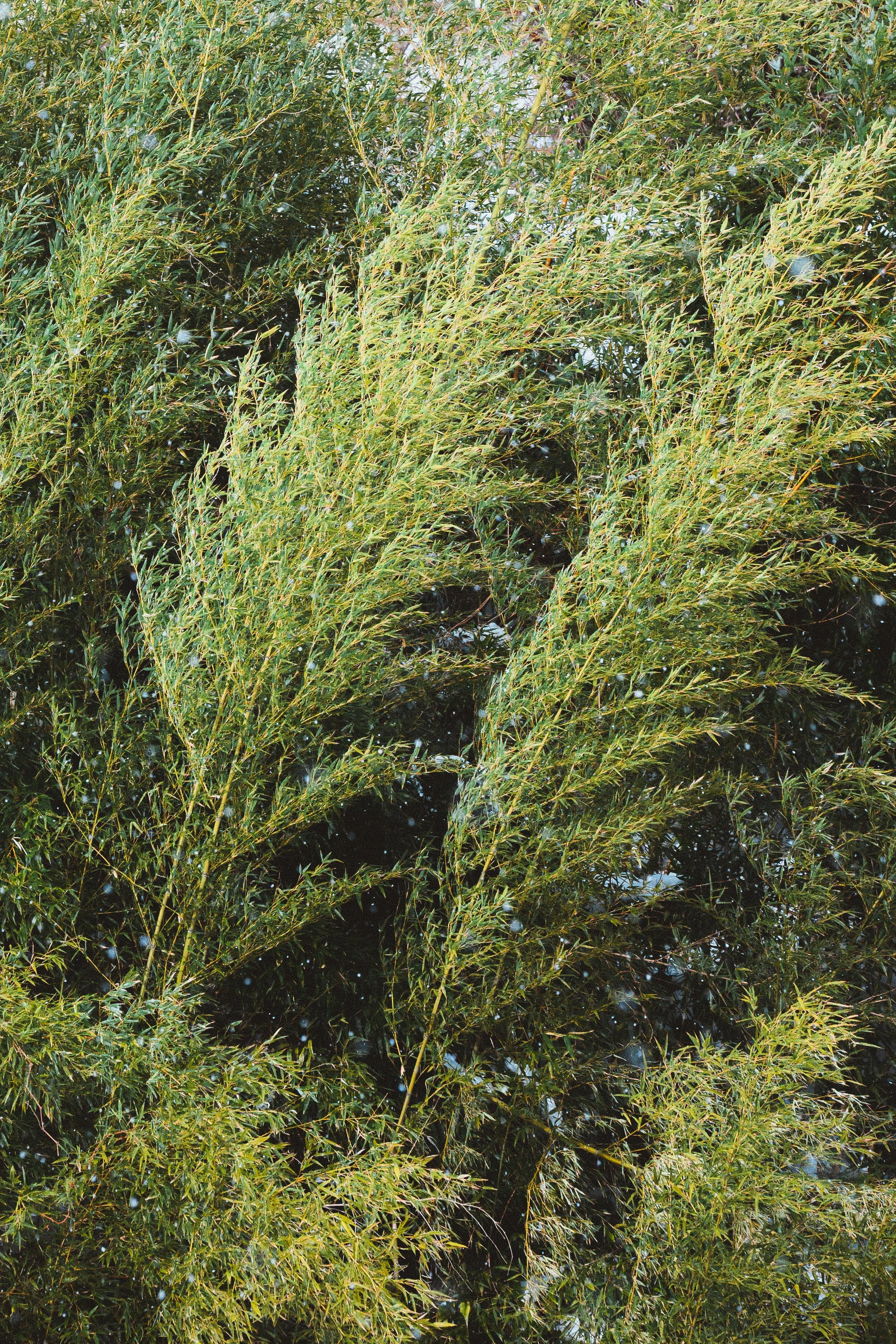 Close-up view of green bamboo leaves with snow.
