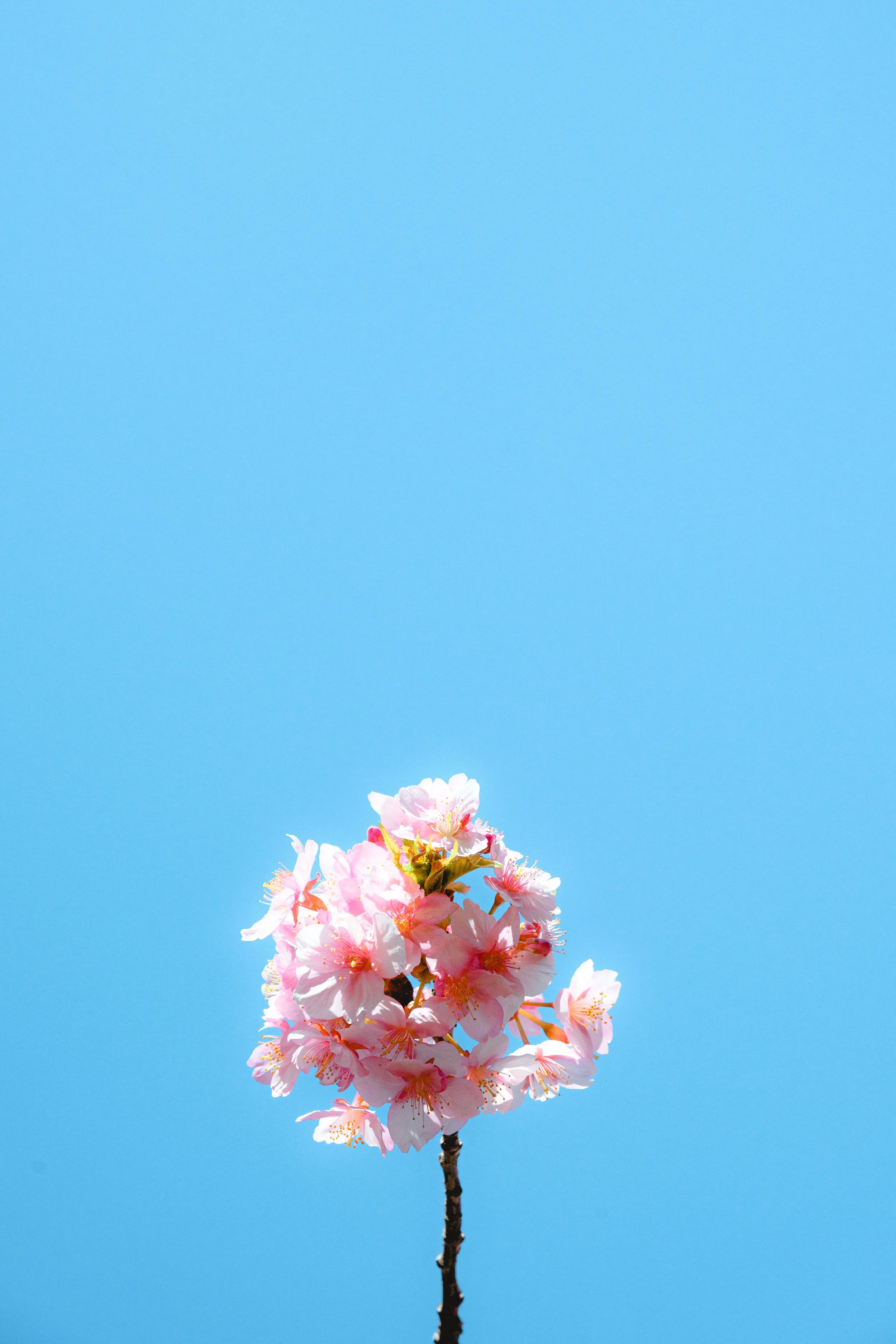 Pink cherry blossoms on a branch against a bright blue sky.