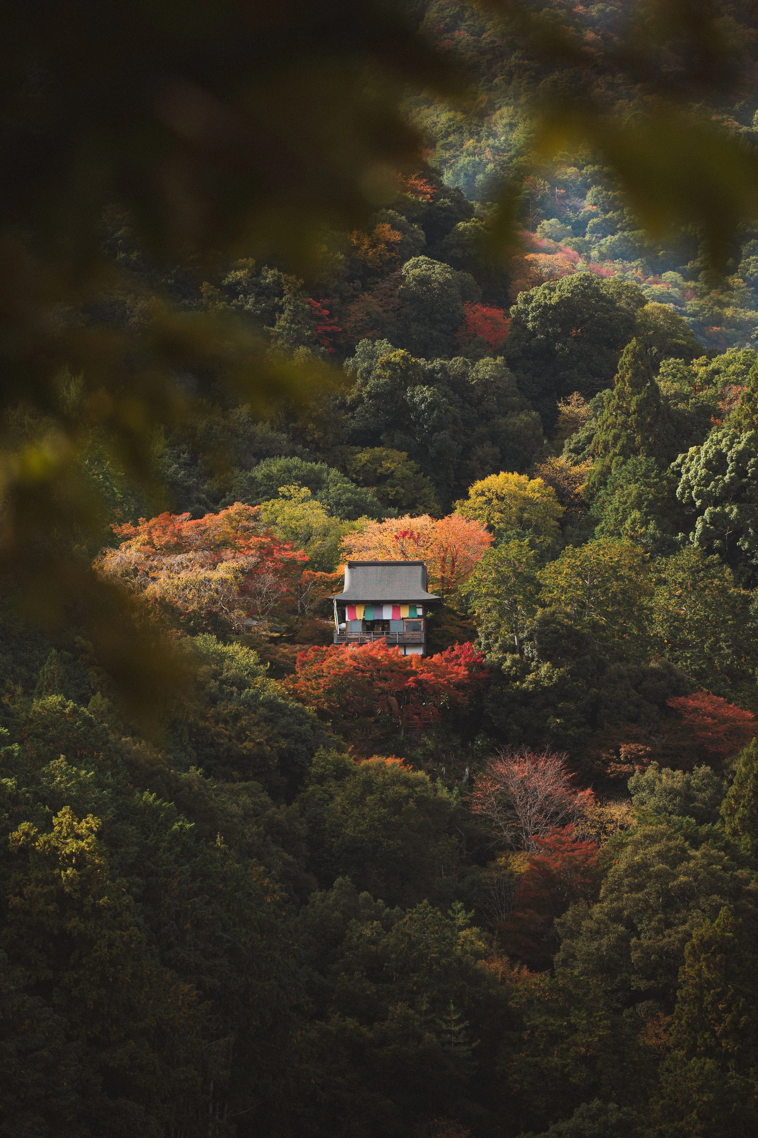 A hillside forest with vibrant fall foliage surrounding a traditional Japanese building with a dark roof.