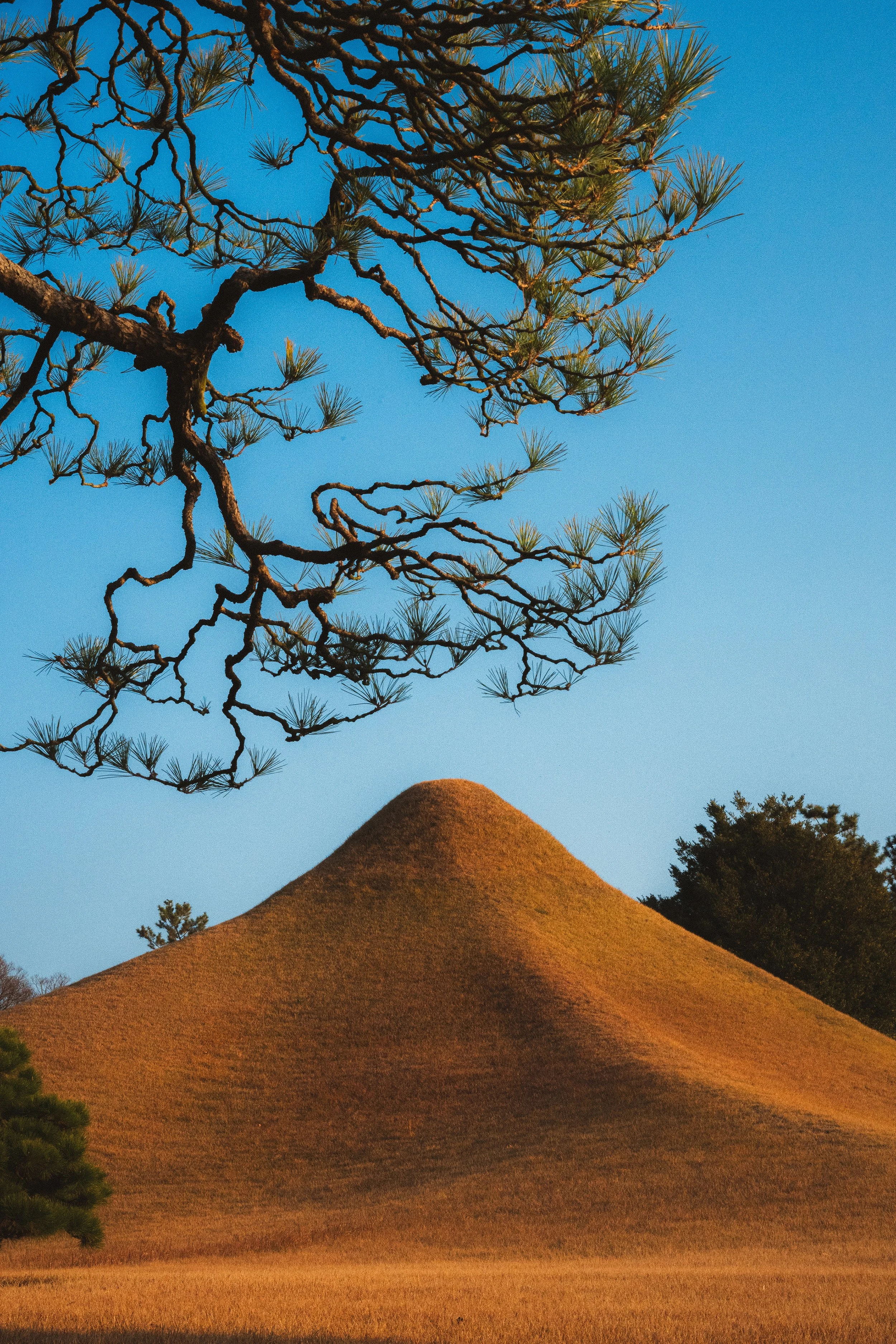 A landscape with a golden grassy hill in the foreground, a large conical hill in the background, a pine tree with twisted branches on the left, and a clear blue sky.