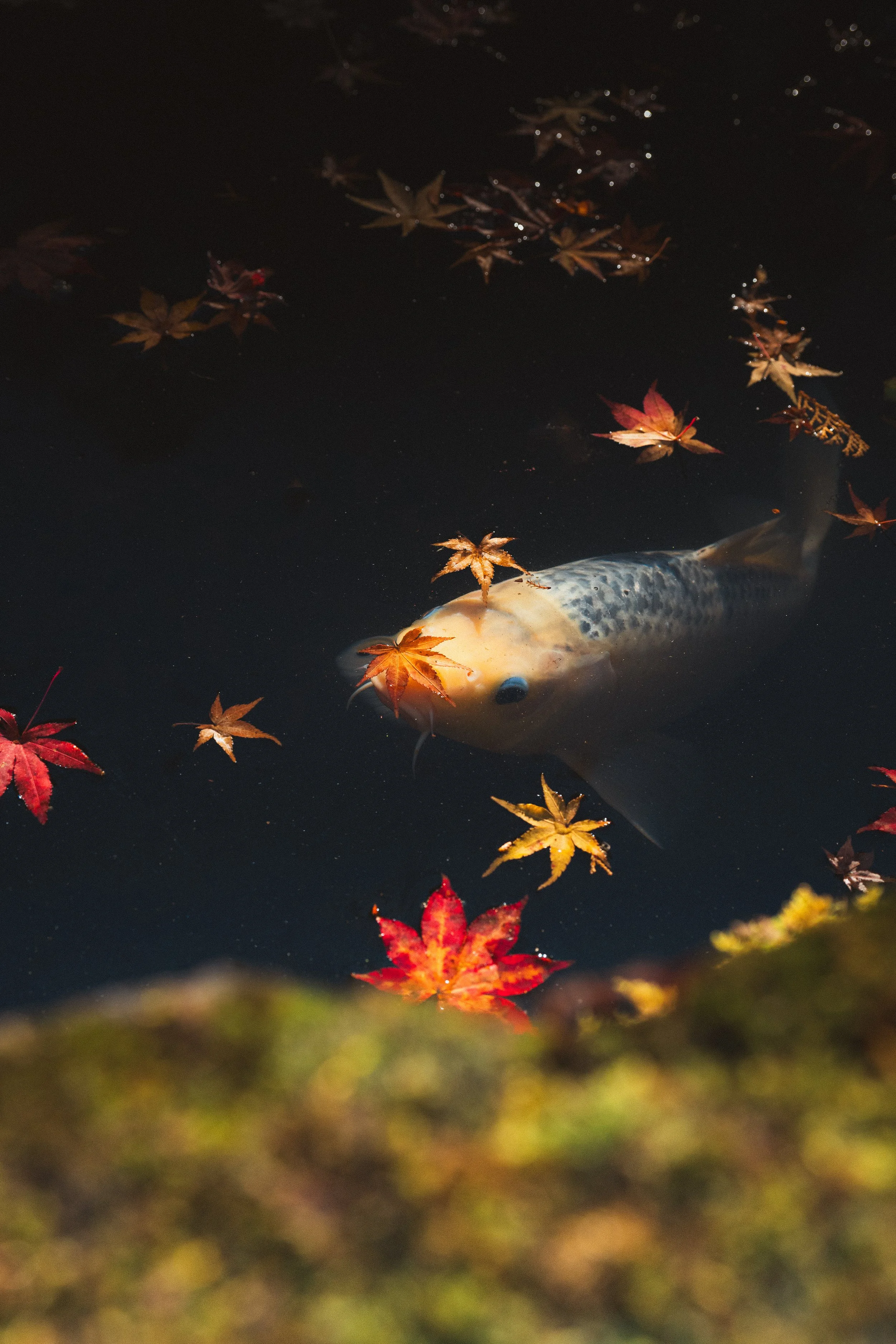 A koi fish swimming in dark water surrounded by floating autumn leaves.