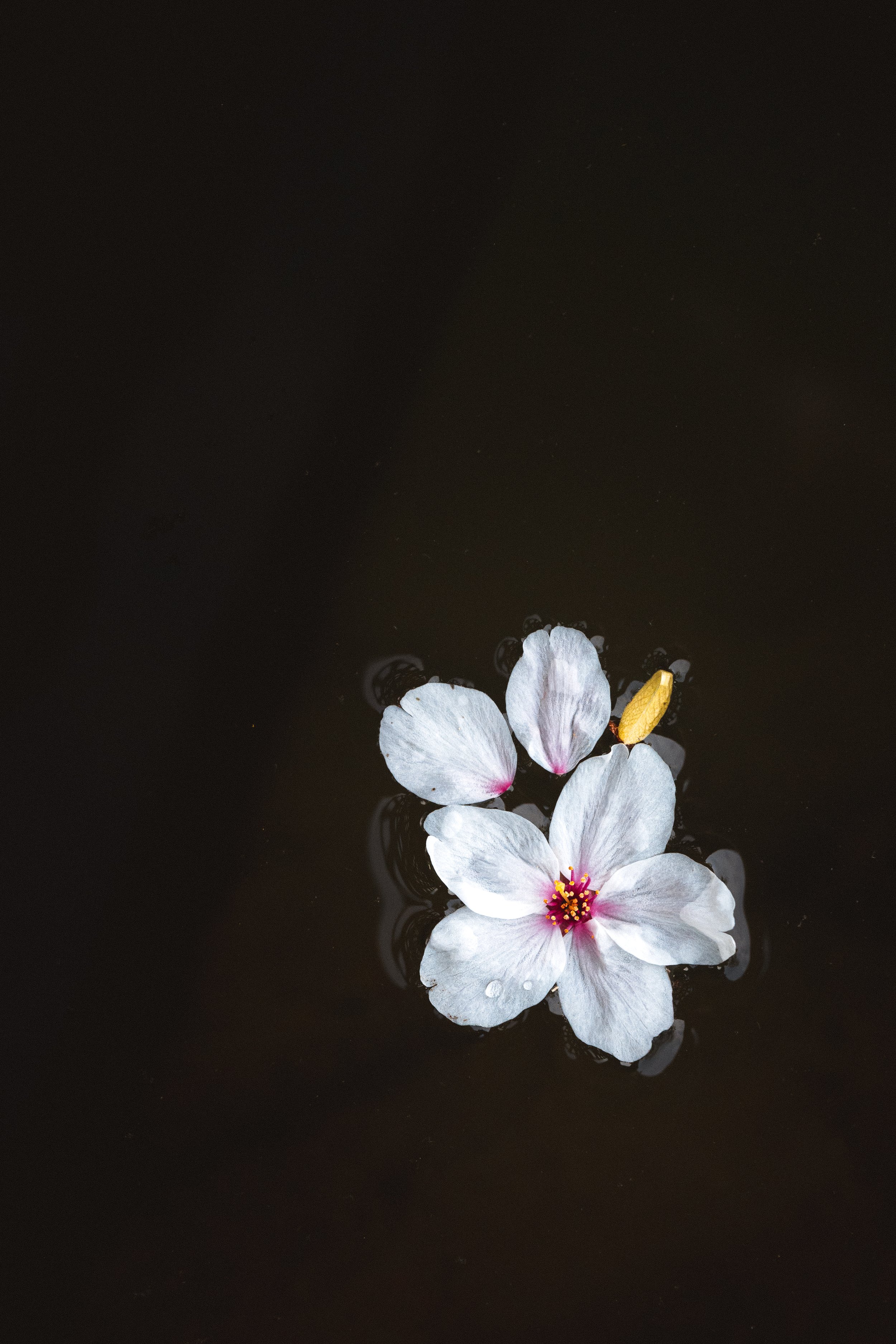 Cherry blossom flowers floating on dark water with gentle ripples.