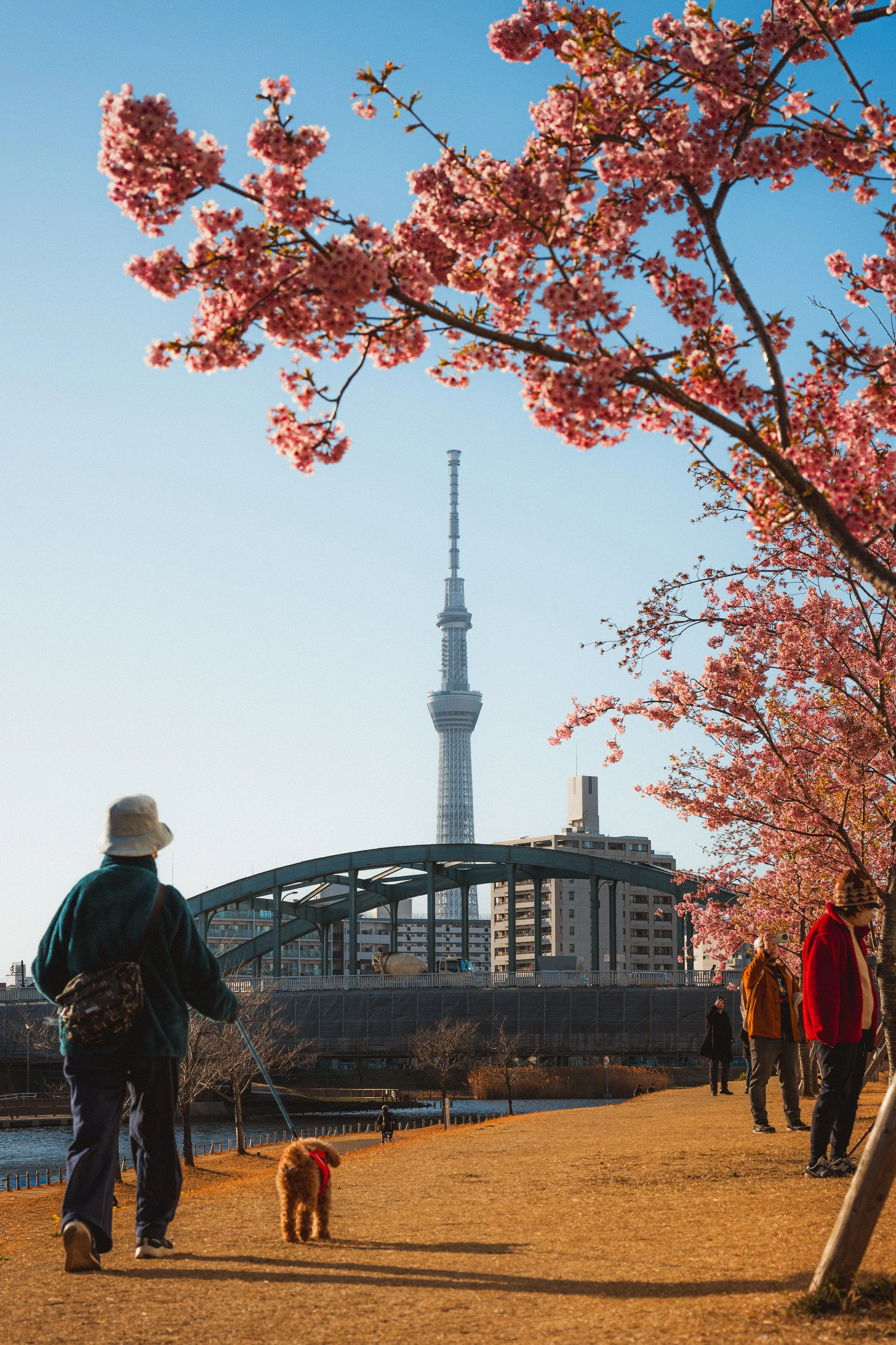 People walking and dogs in a park with cherry blossom trees, a bridge, buildings, and a tall tower in the background on a sunny day.