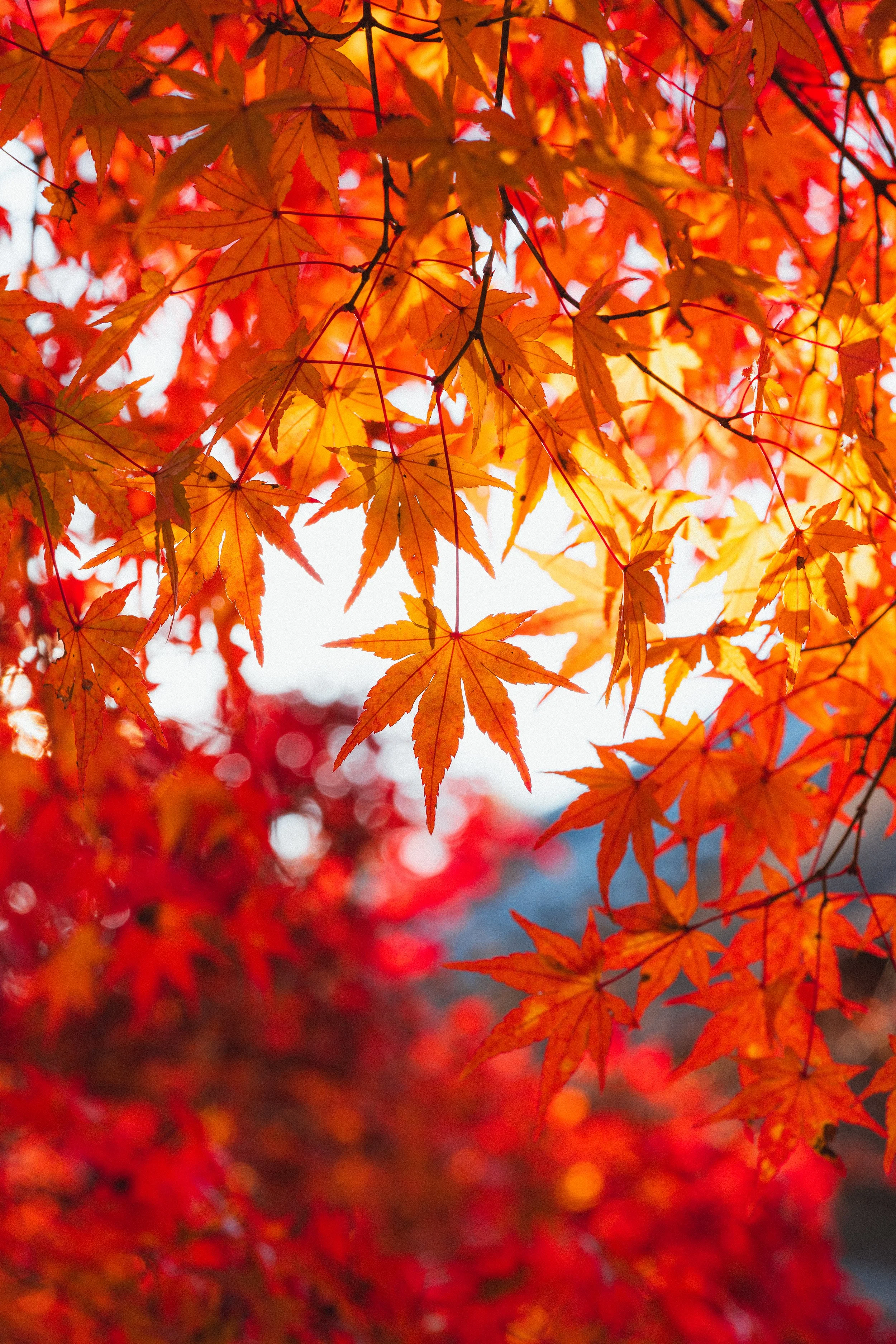 Close-up of orange and red maple leaves in autumn with sunlight shining through.