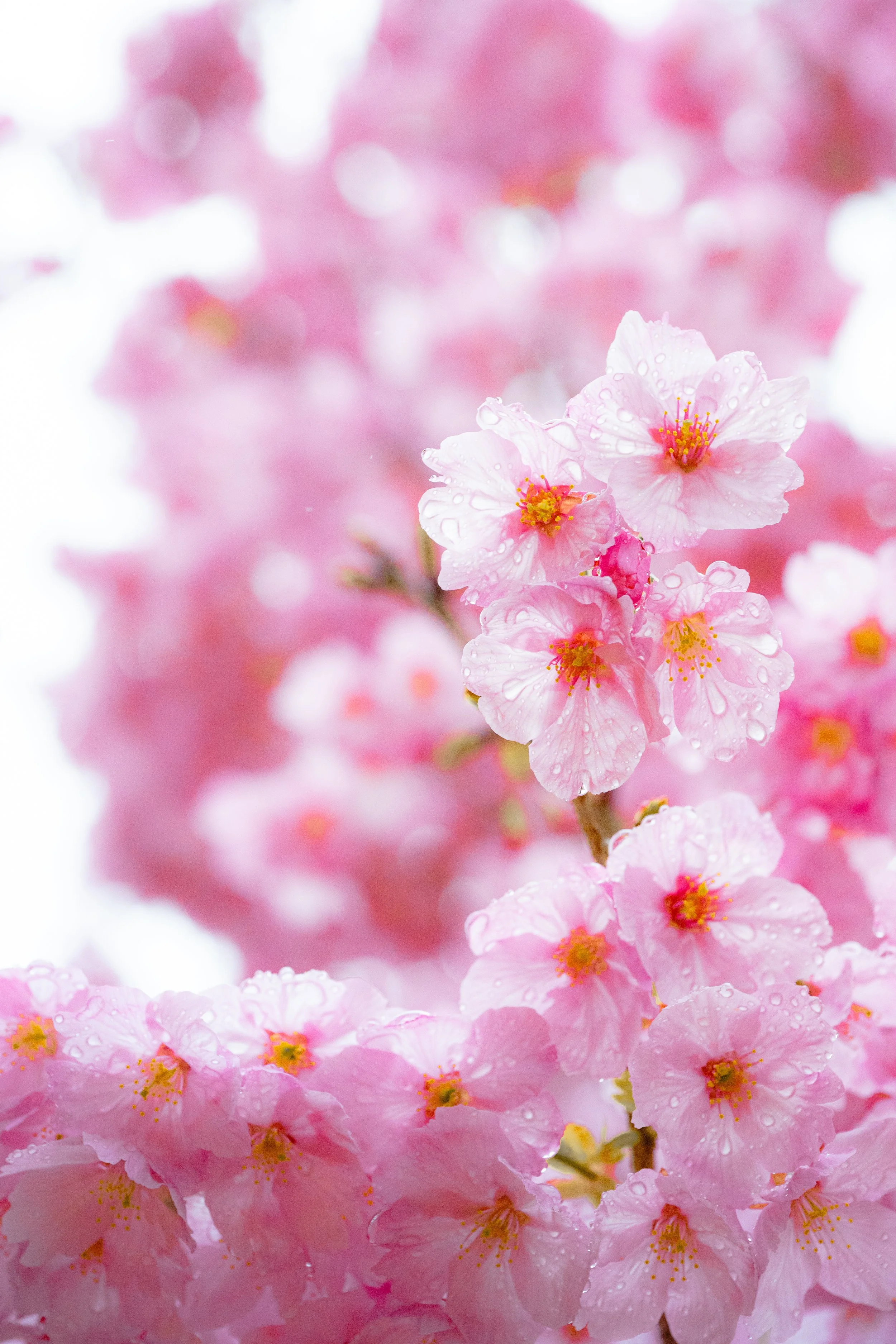 Close-up of pink cherry blossoms with raindrops on petals.