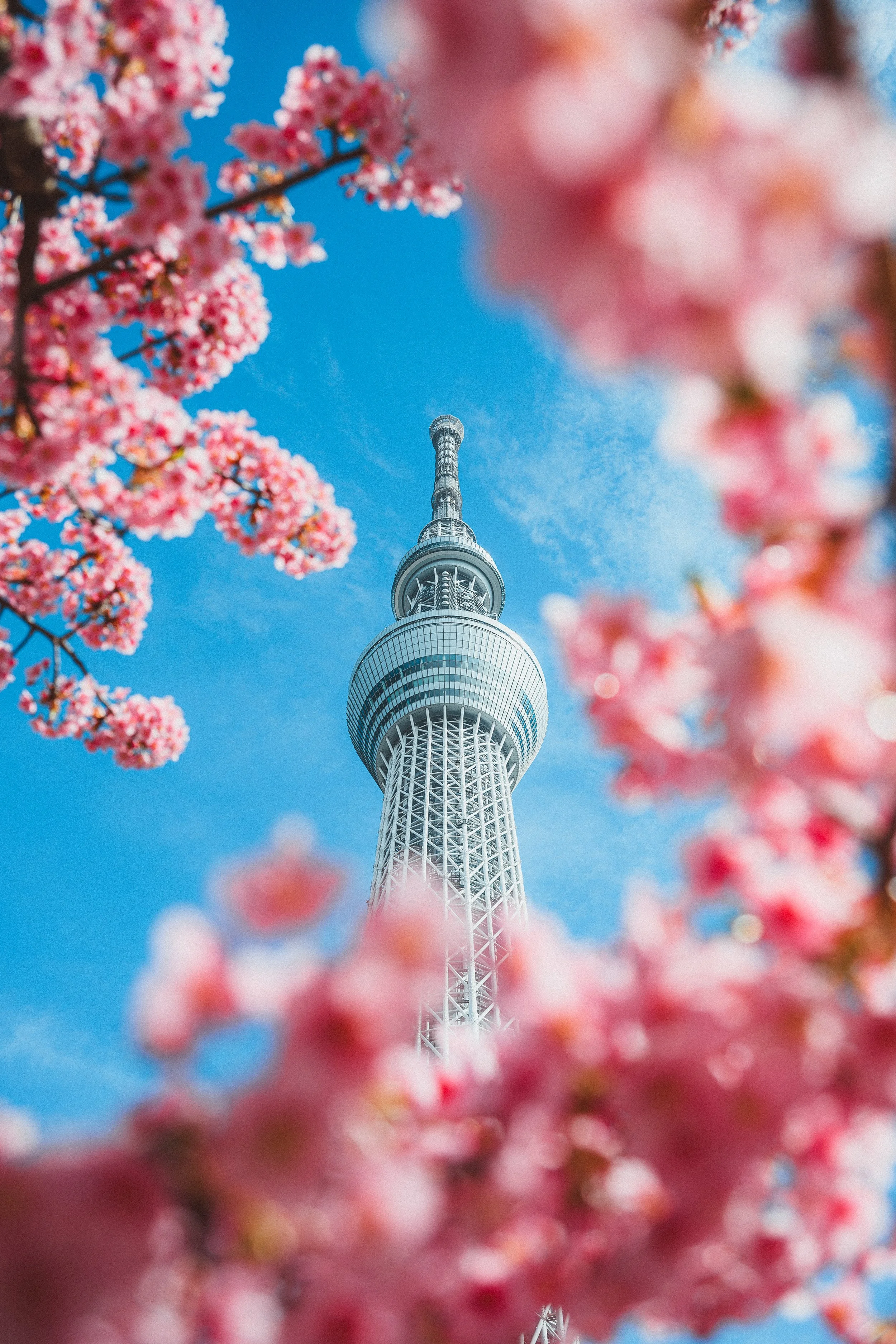 A tall tower with a circular observation deck and spire, surrounded by pink cherry blossoms against a bright blue sky.
