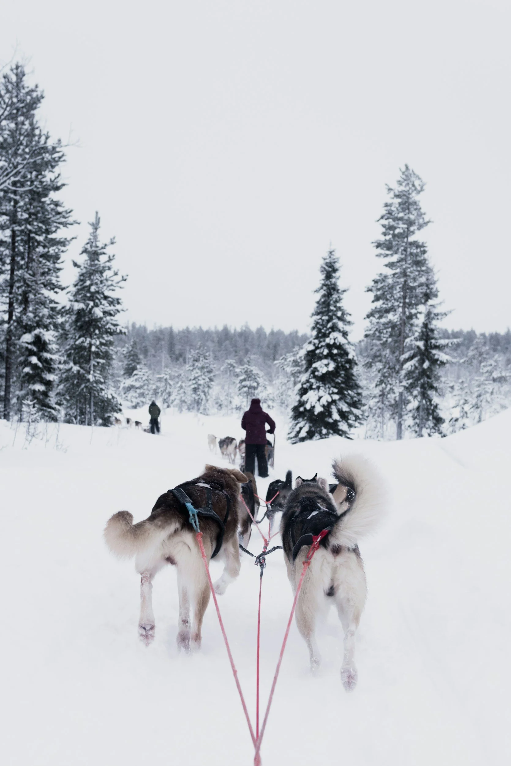 People riding dog sleds through a snowy forest with snow-covered trees.
