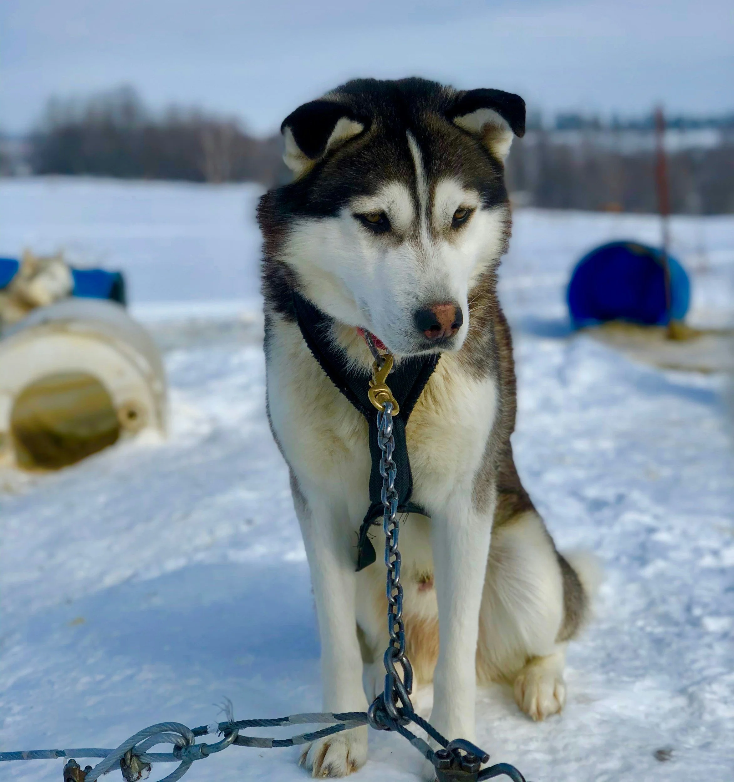Close-up of a Siberian Husky dog outdoors in snow, looking directly at the camera, with blurred background and a chain leash in the foreground.
