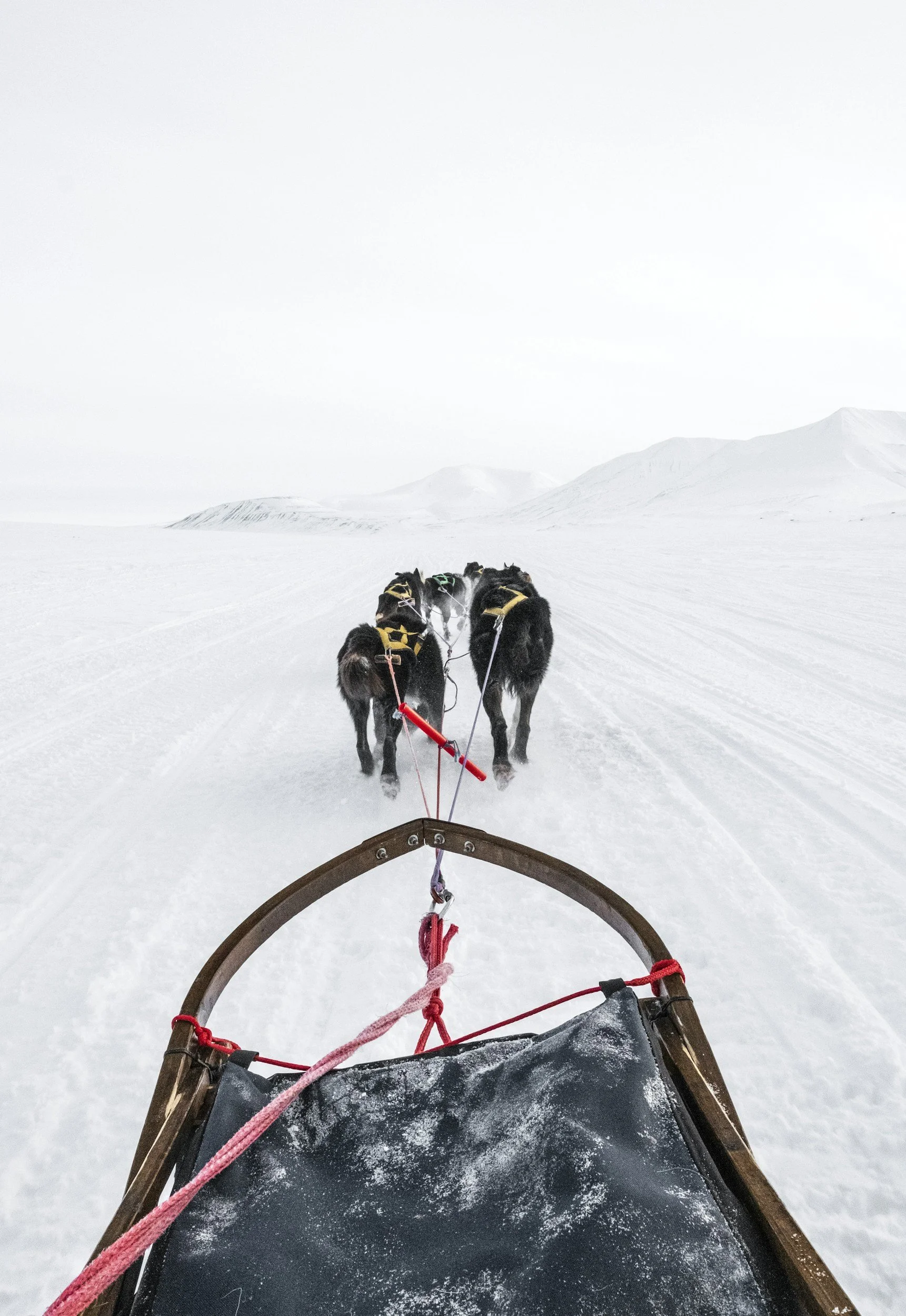 View from a dog sled in a snowy landscape showing the back of the sled and a team of huskies pulling it across snow-covered terrain with distant mountains.
