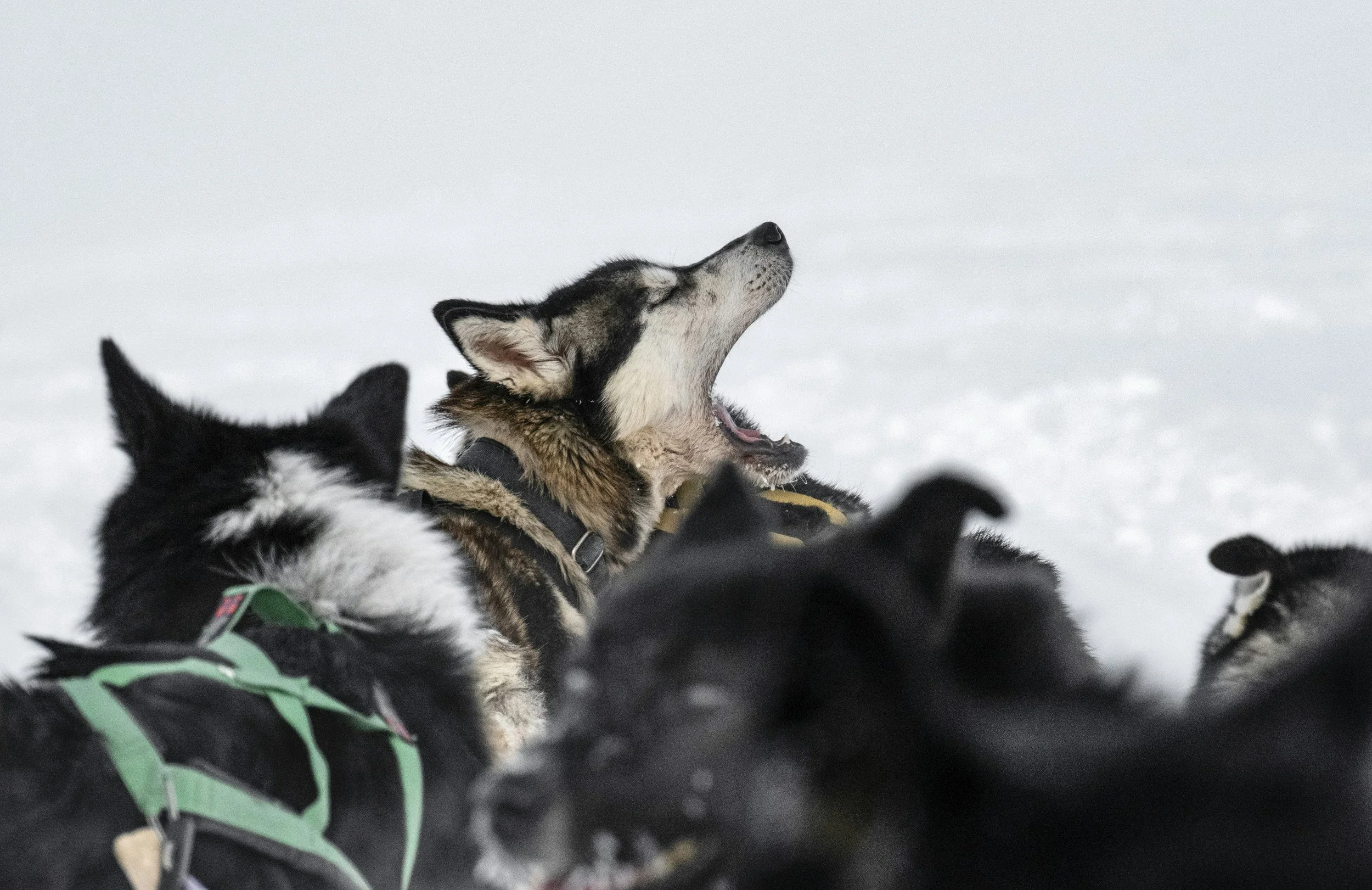 Multiple Siberian husky dogs wearing harnesses in a snowy landscape, one dog with its mouth open.