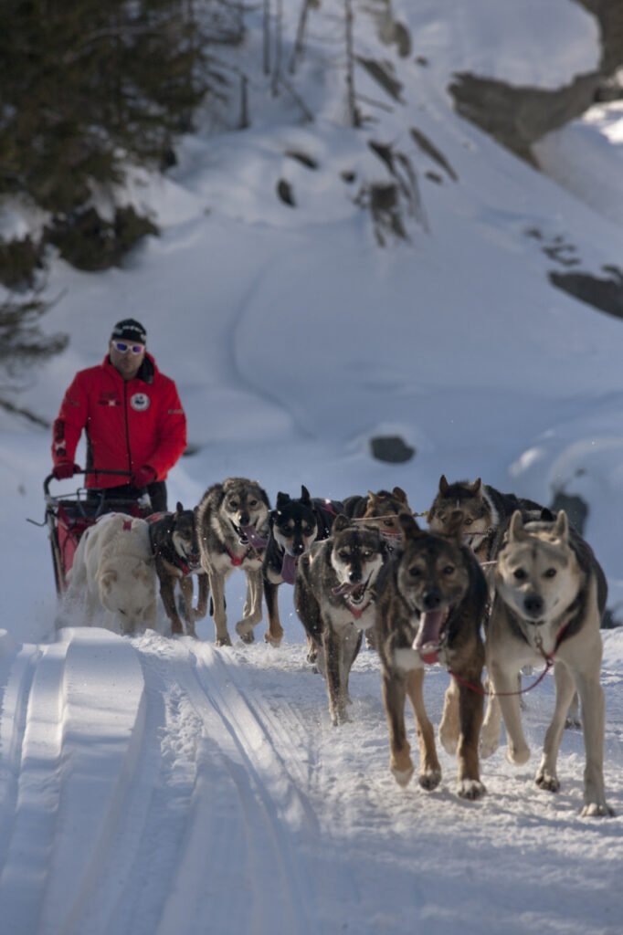 A musher in a red jacket and sunglasses guides a team of sled dogs through a snowy landscape.