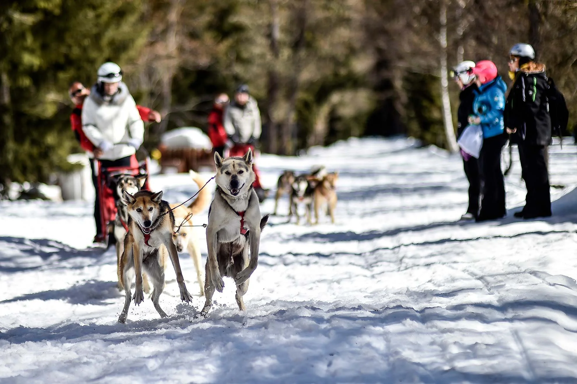 A group of people in winter clothing and helmets standing in the snow with husky dogs, some of which are running, in a forest area.