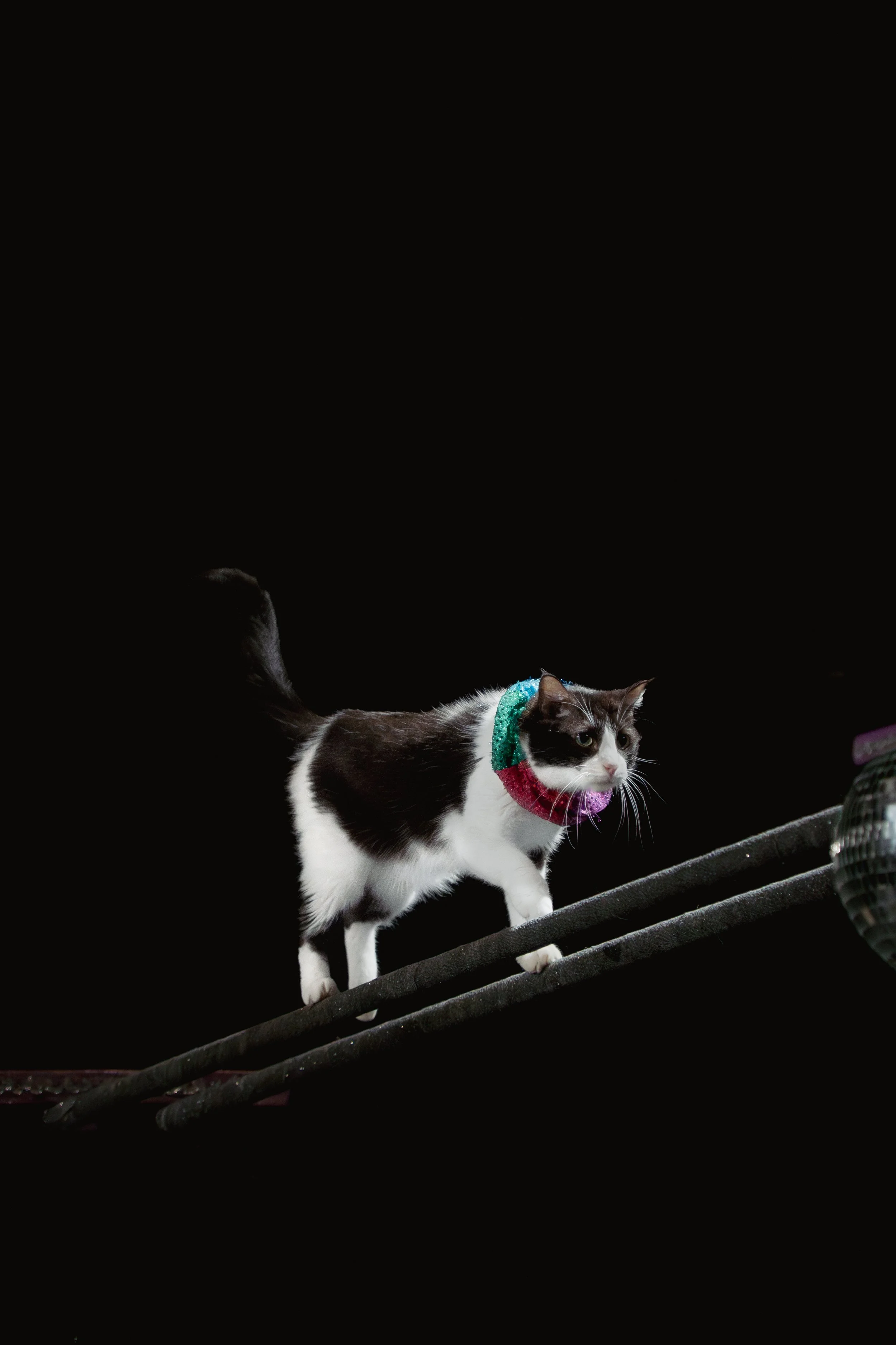 acrocats full size-13.jpg