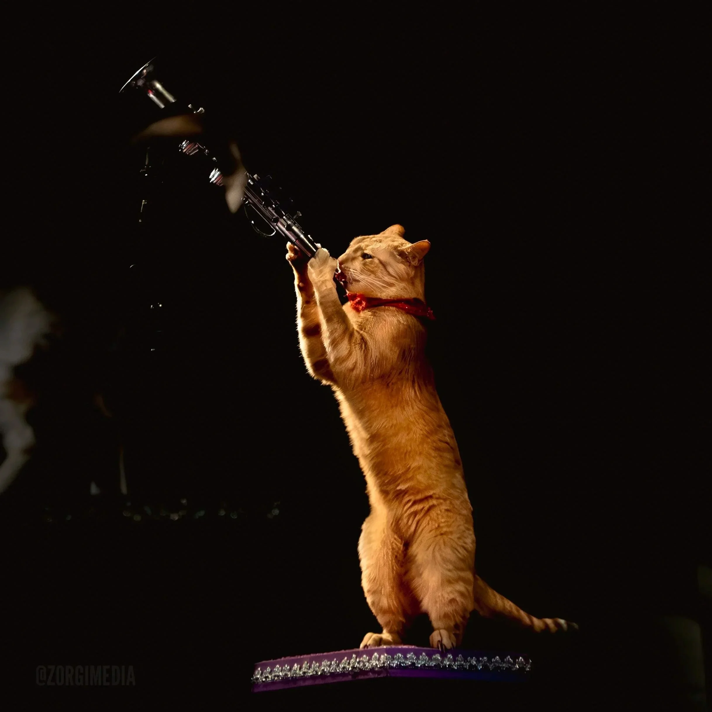 Amazing%2BAcrocats%2Bfull%2Bsize-15.jpg