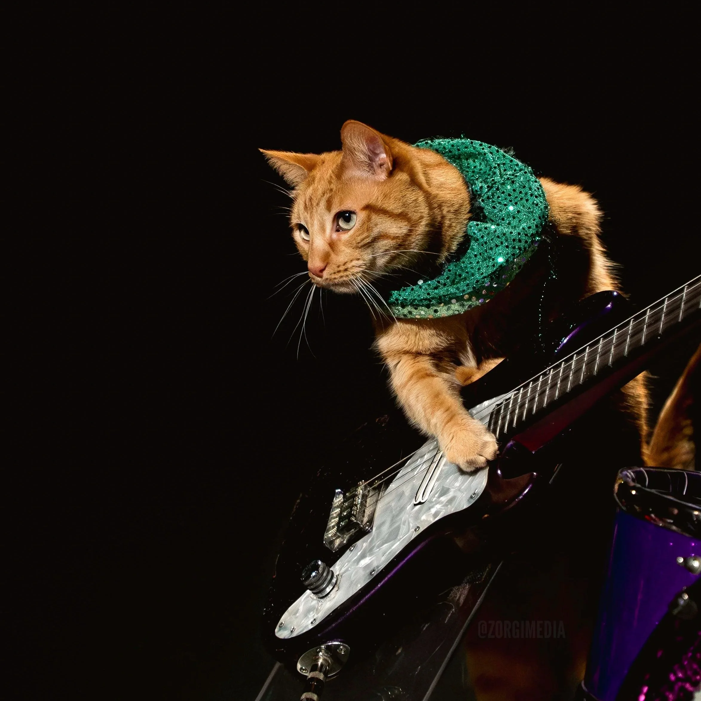 Amazing+Acrocats+full+size-12.jpg