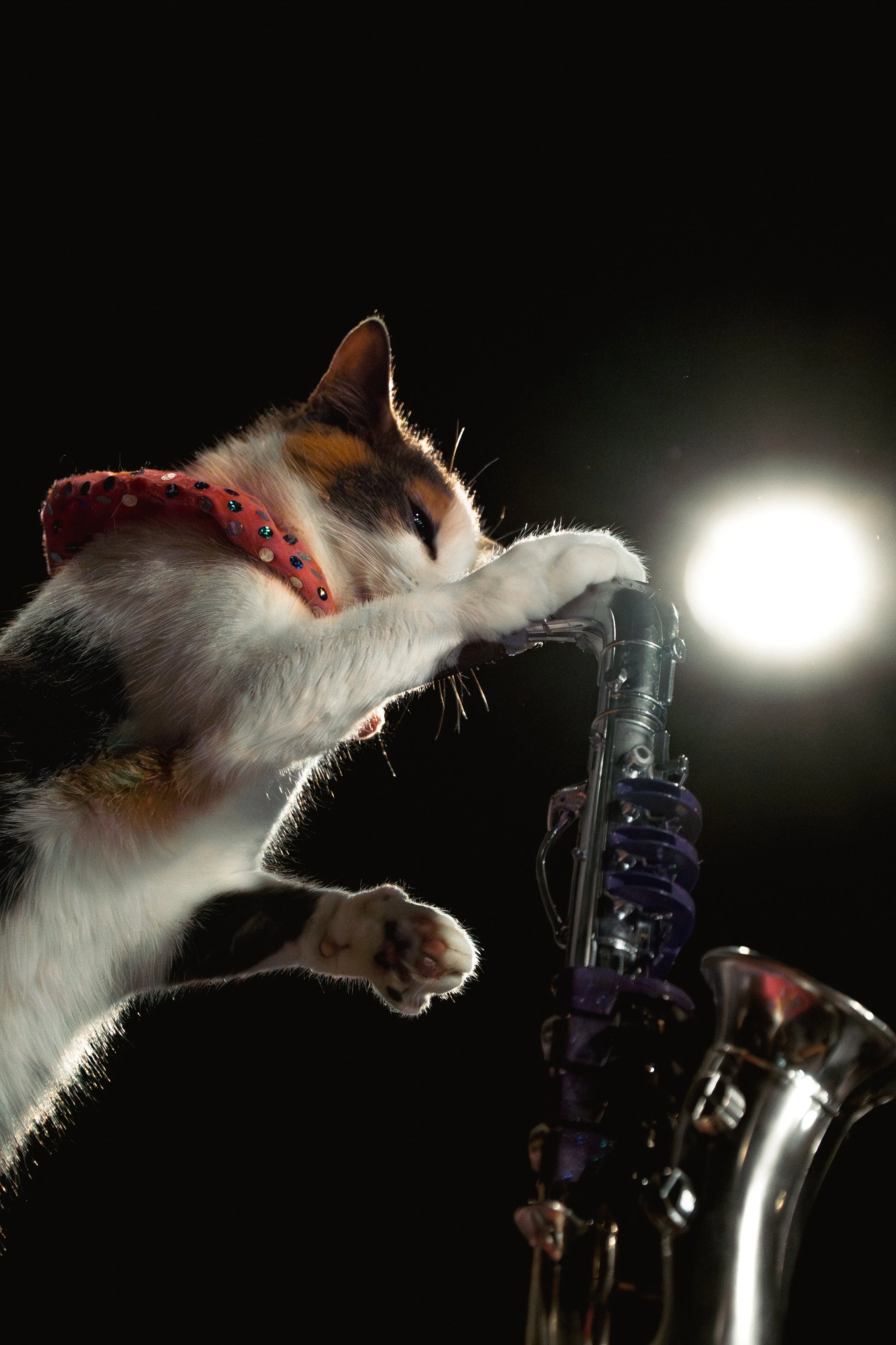 acrocats full size-23.jpg