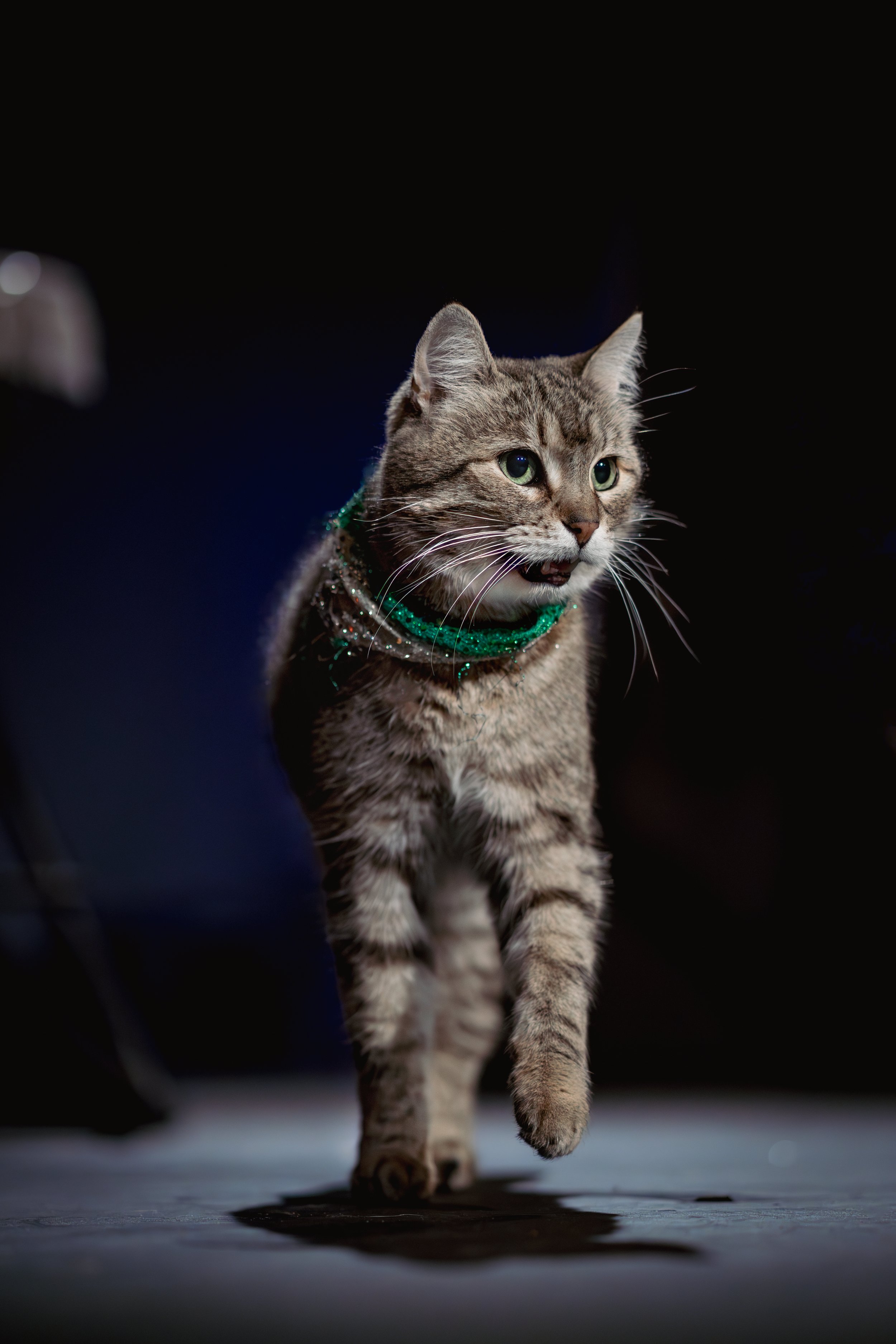 acrocats full size-32.jpg