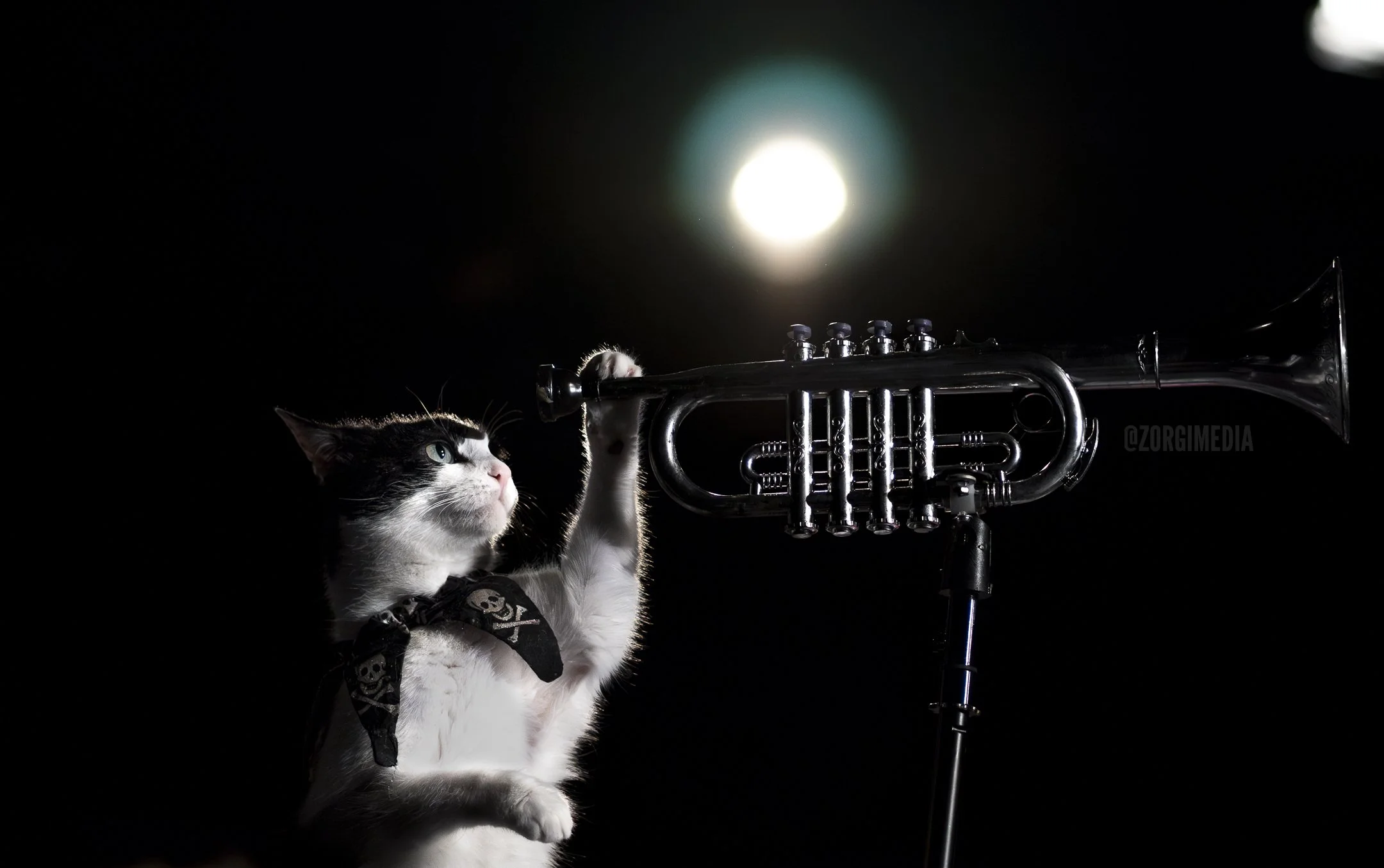 cat social alt.jpg