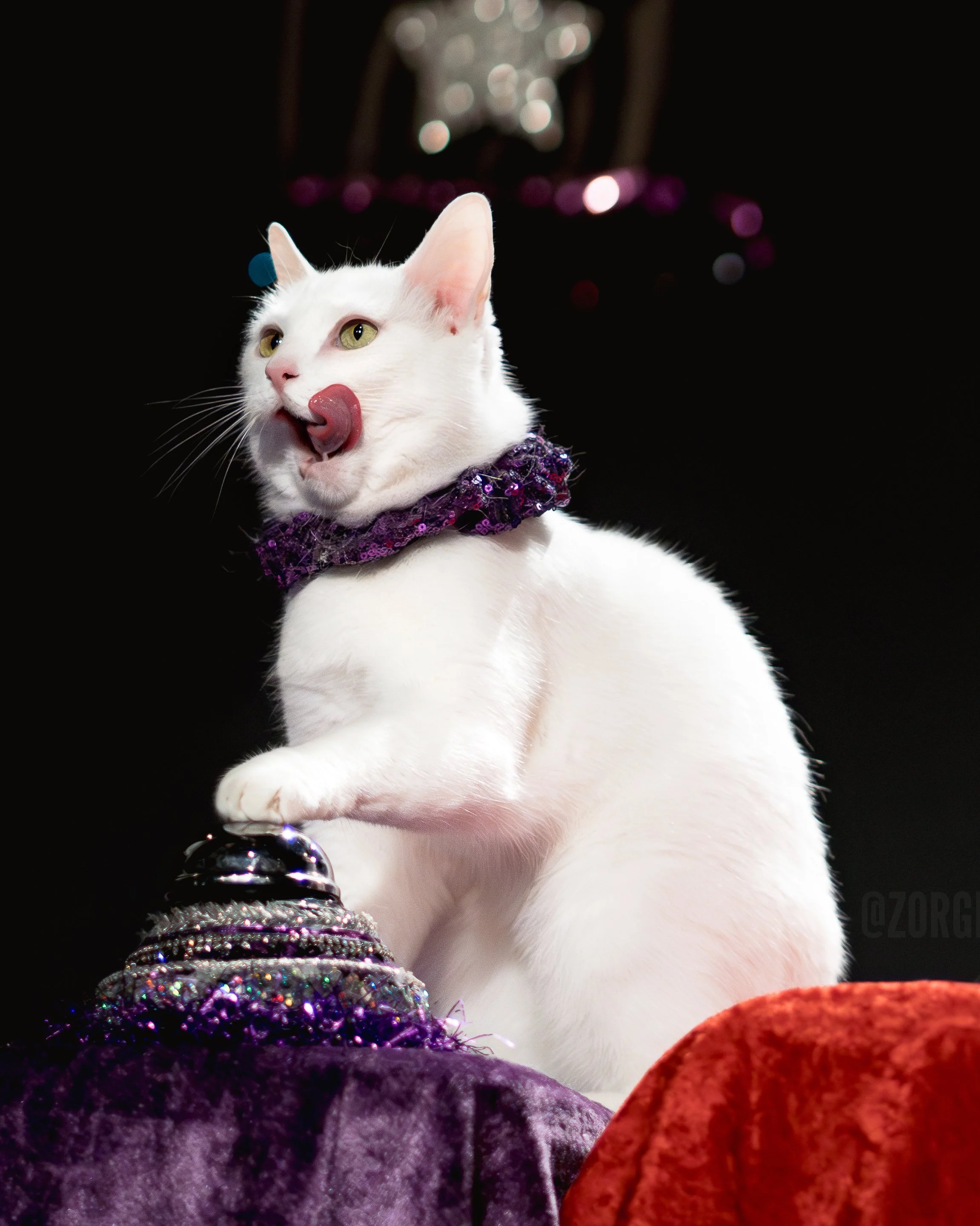 Amazing Acrocats full size-39.jpg