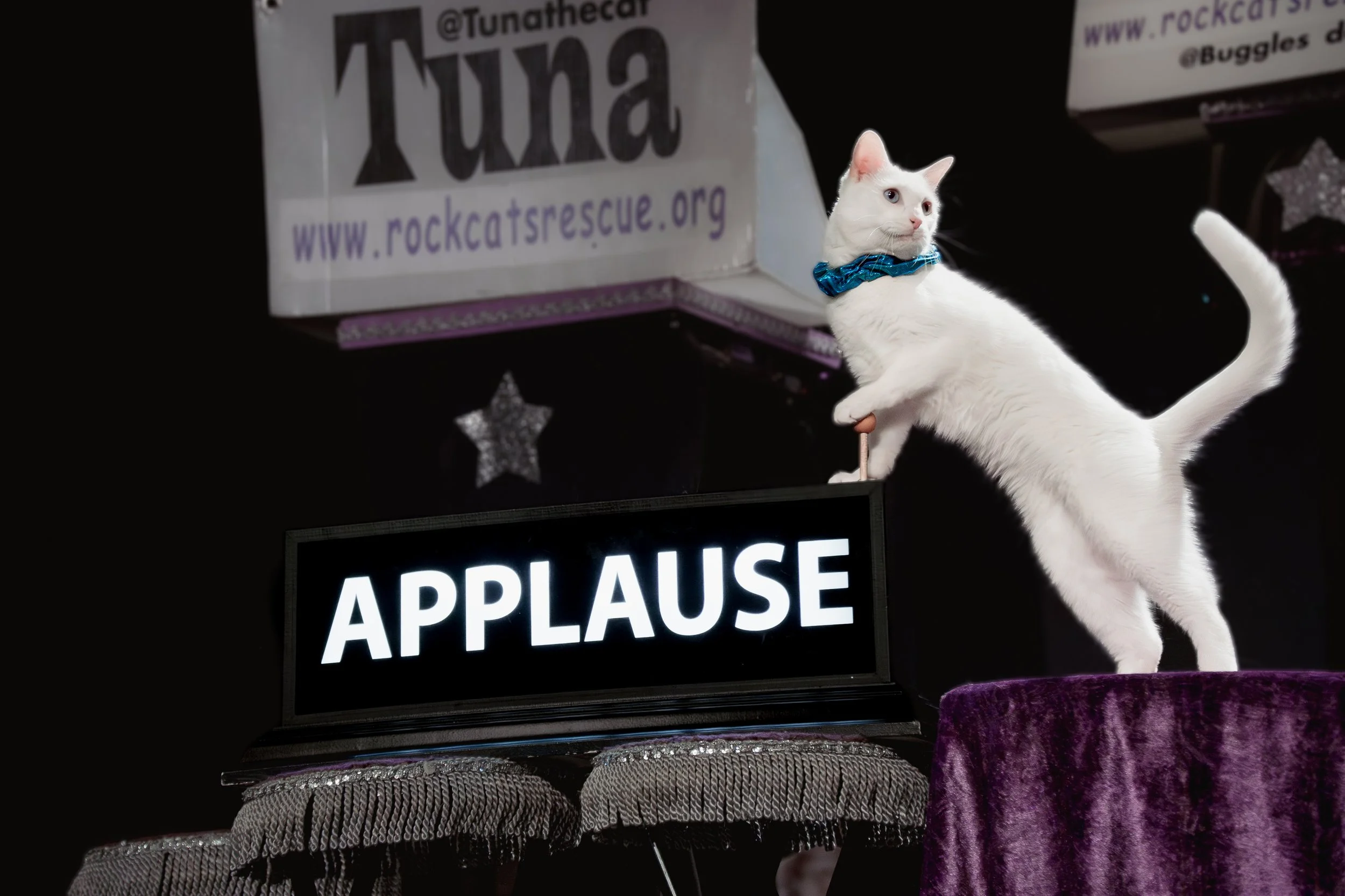 acrocats full size-01.jpg