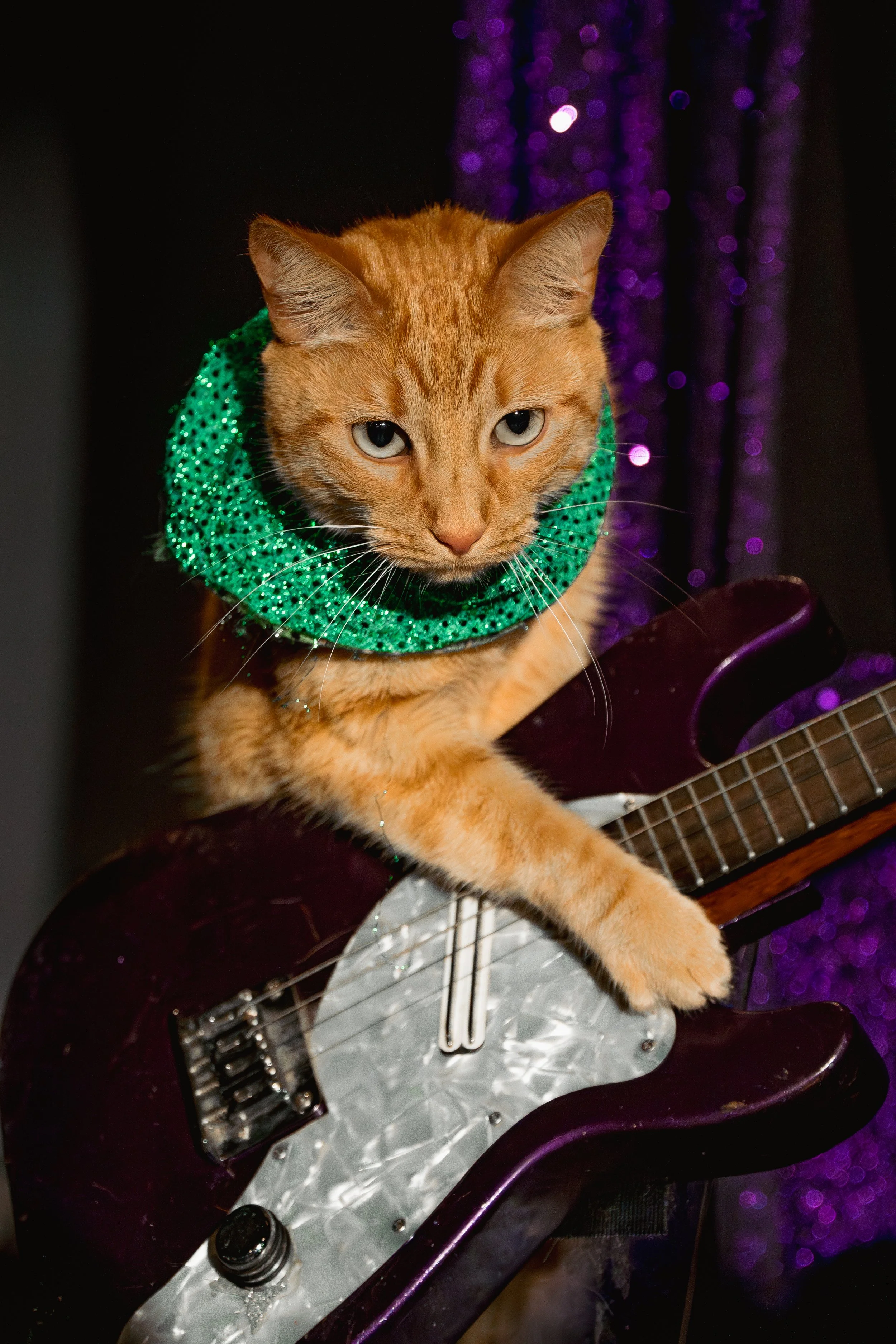 acrocats full size-30.jpg