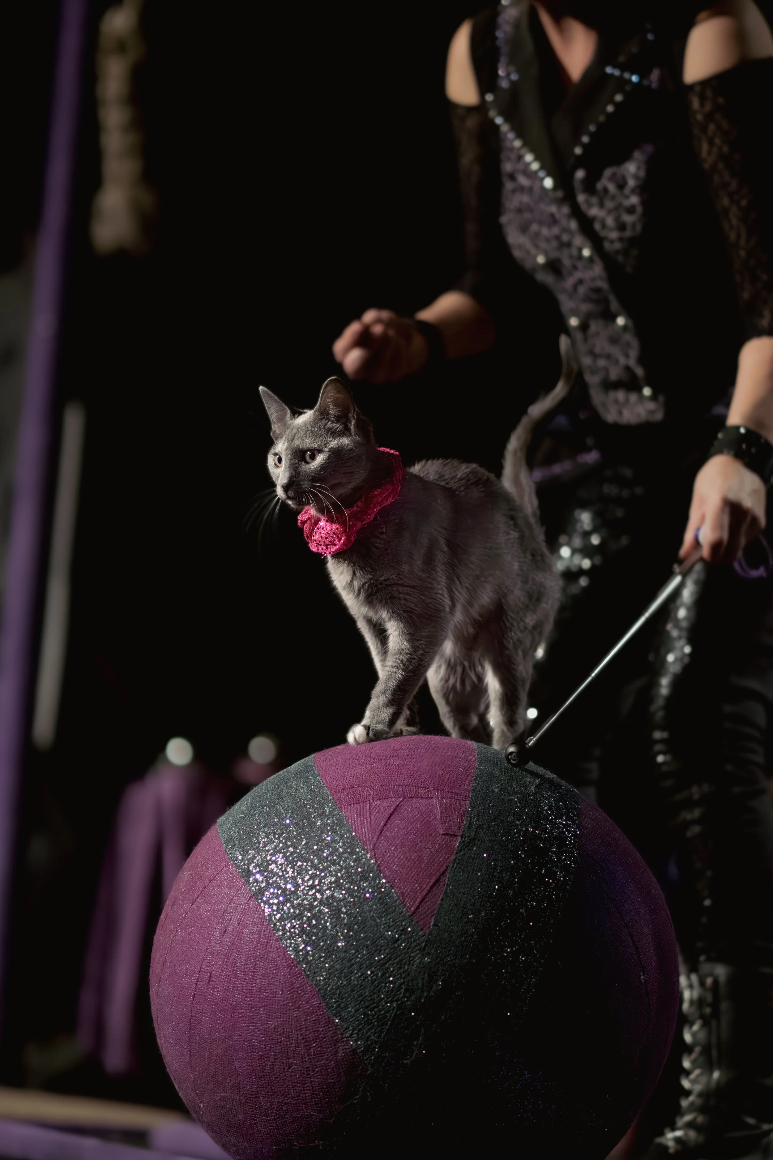 acrocats full size-19.jpg