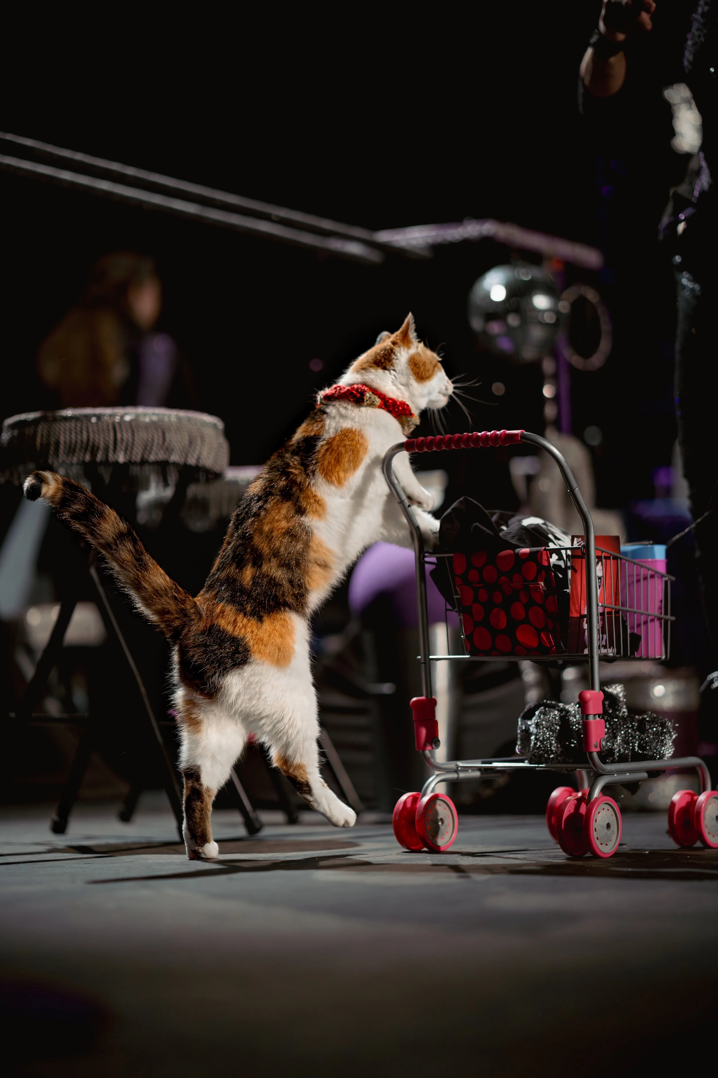 acrocats full size-06.jpg