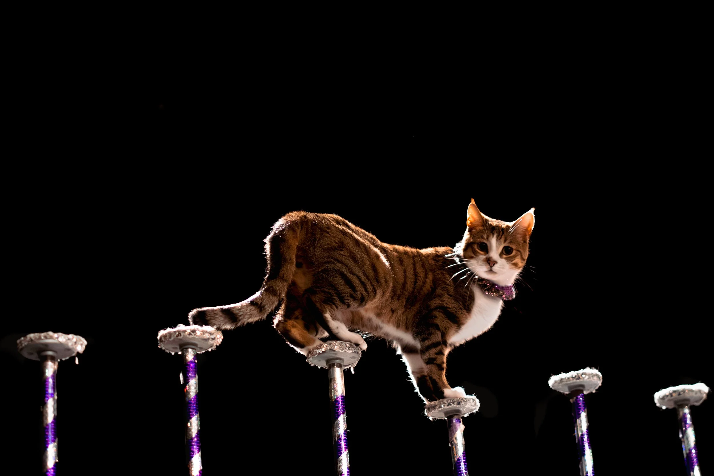 acrocats full size-29.jpg