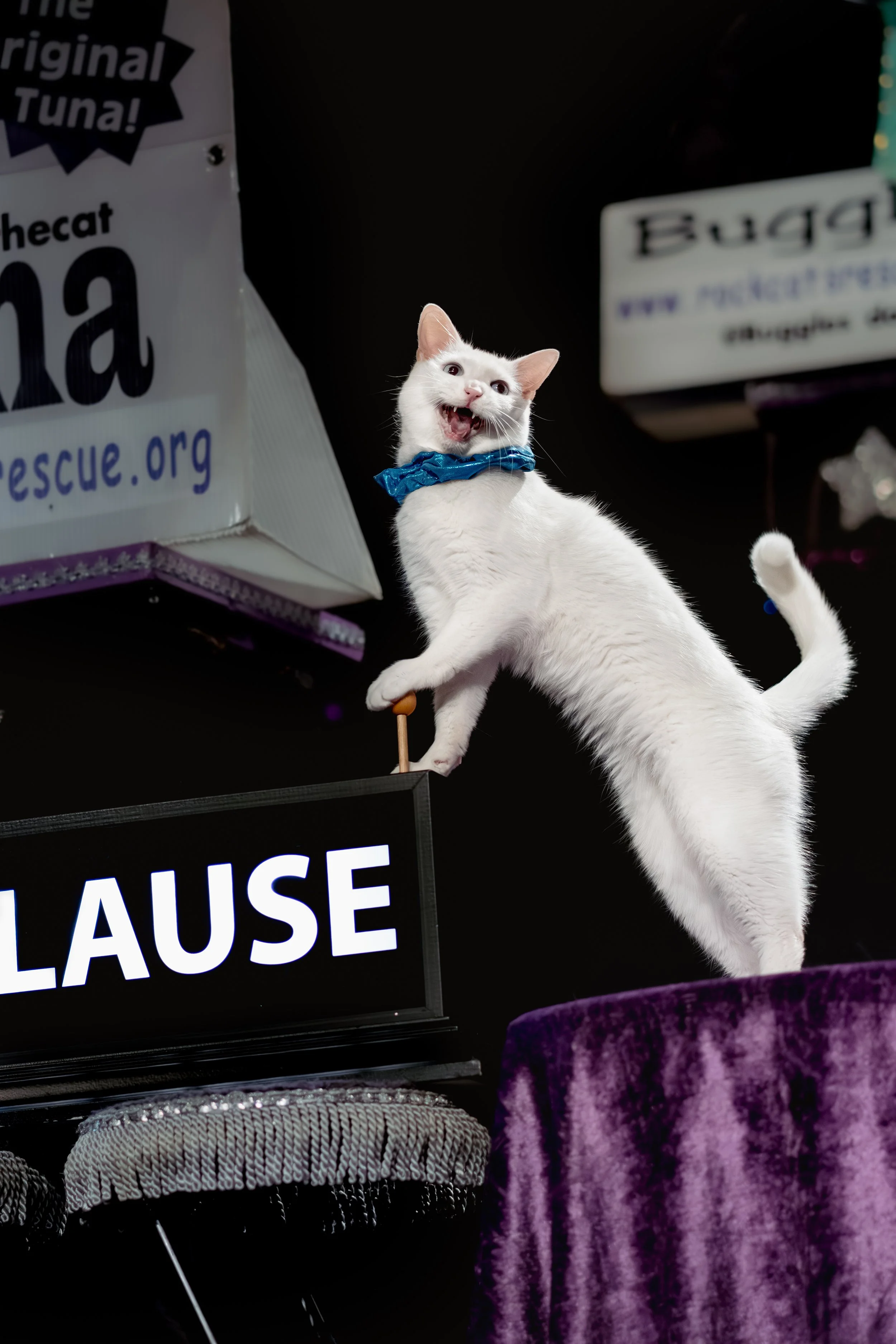acrocats full size-36.jpg