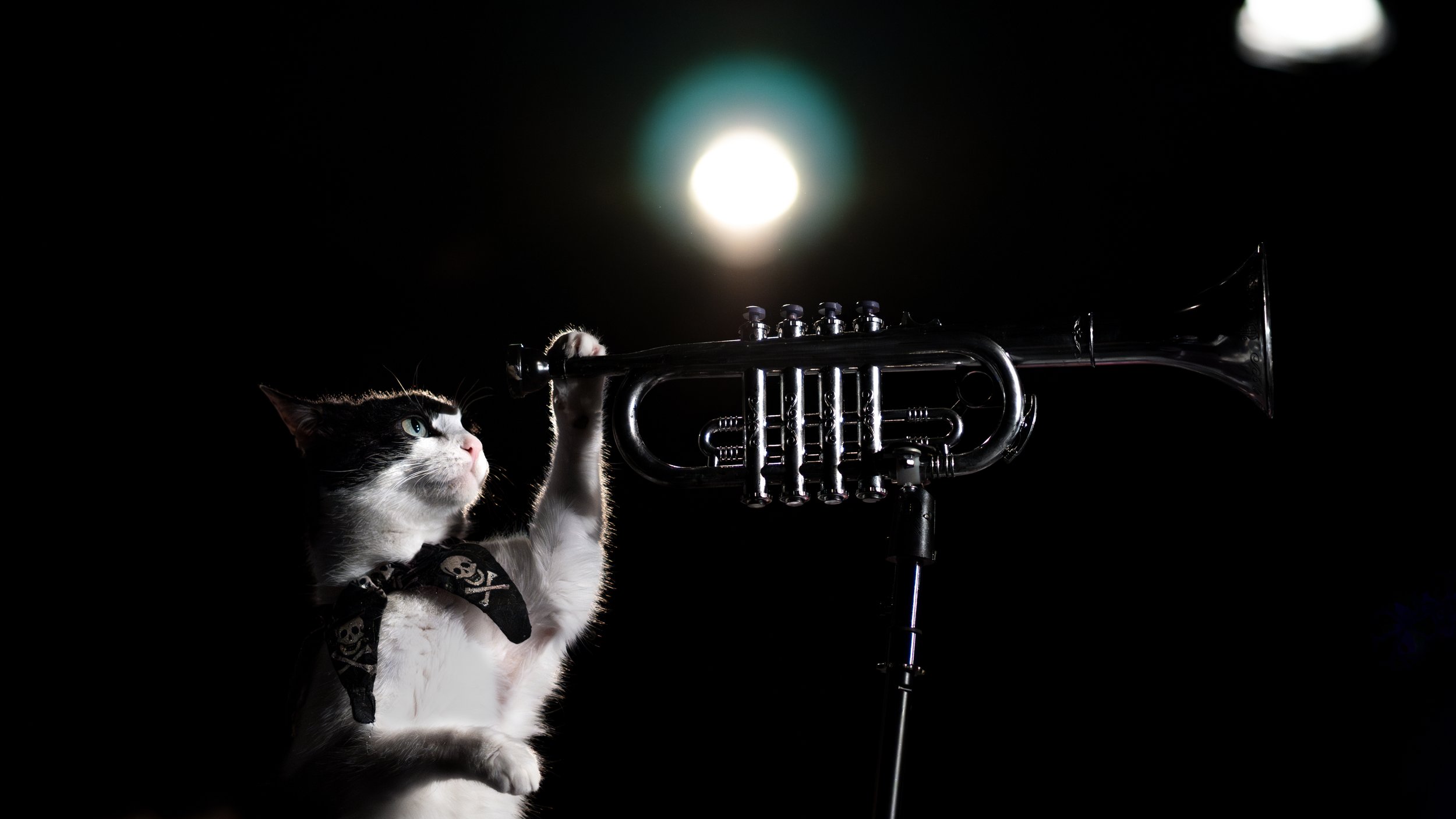 The Amazing Acrocats