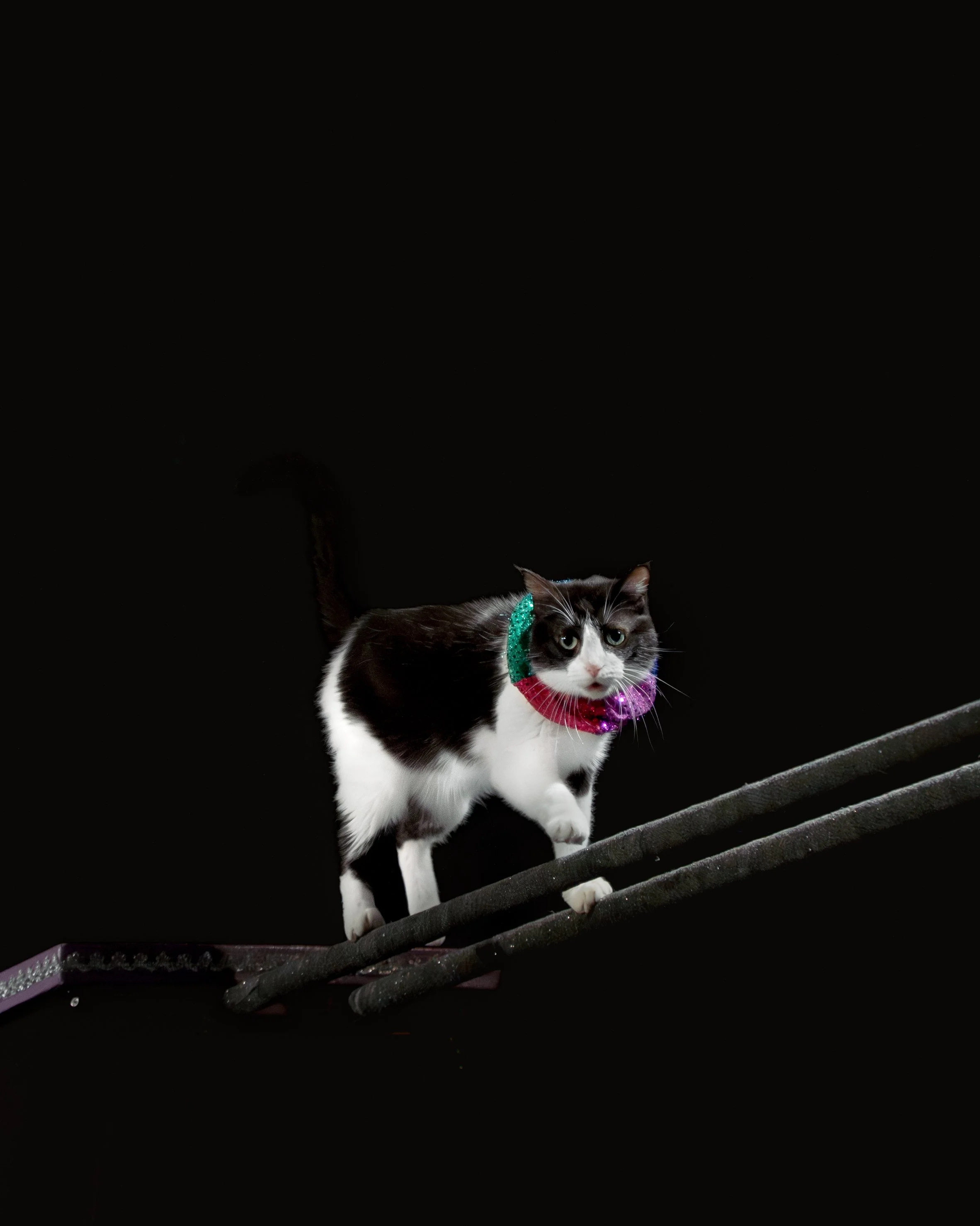 acrocats full size-12.jpg