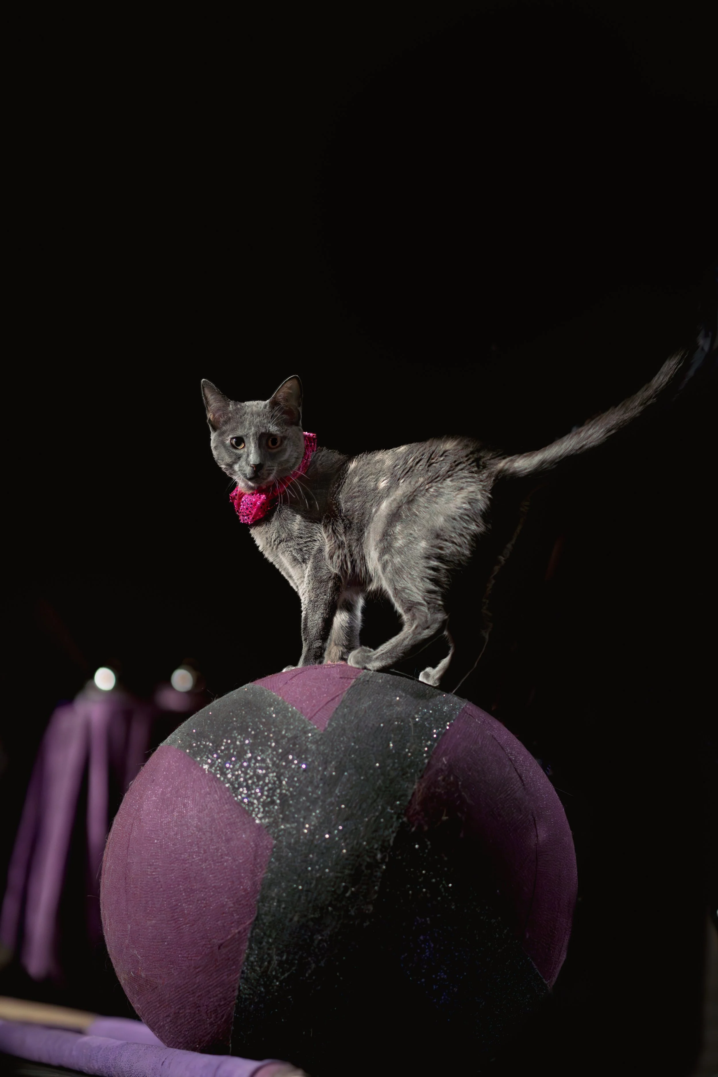 acrocats full size-20.jpg